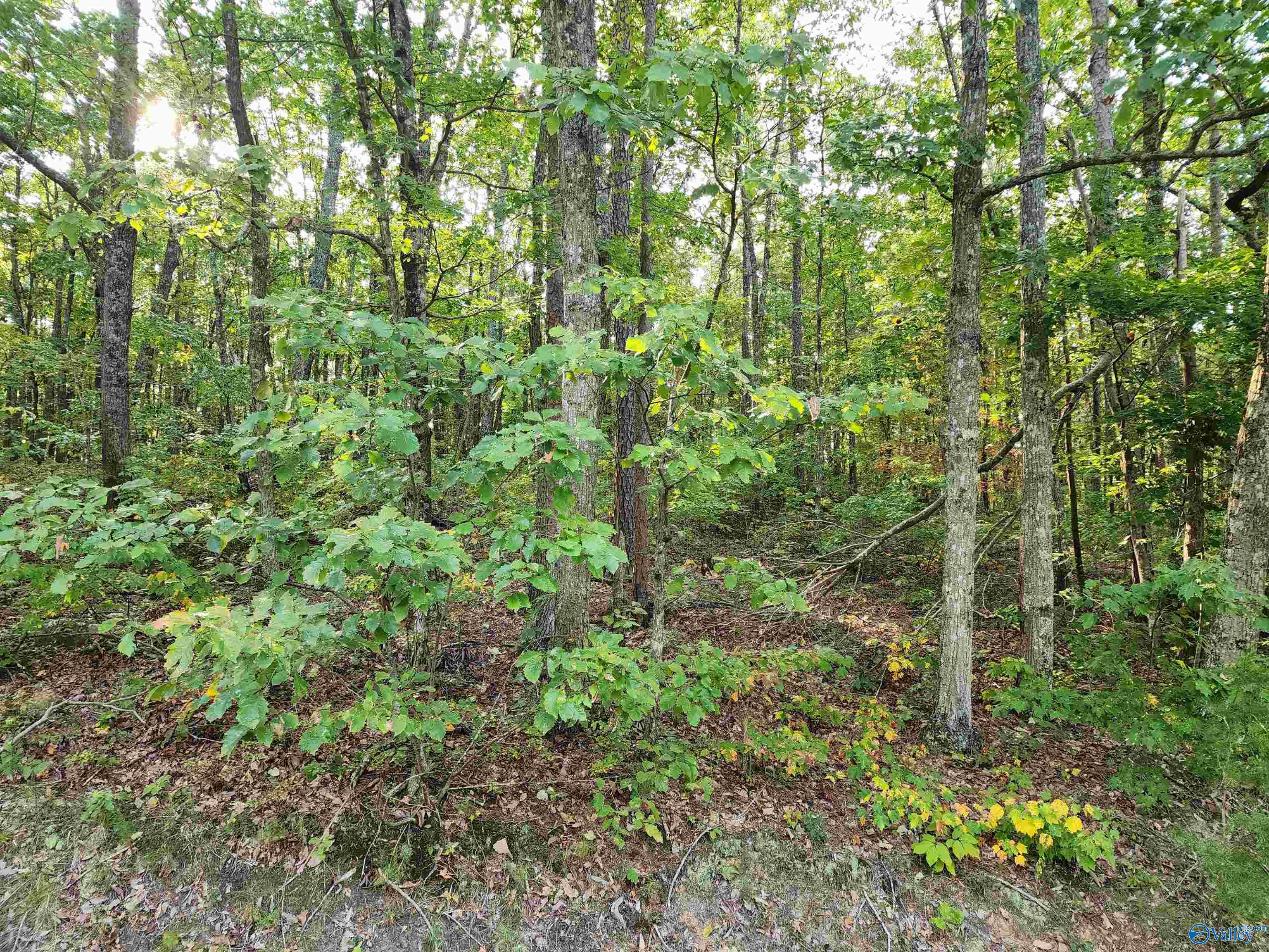 3.72 Acres County Road 14, Flat Rock, Alabama image 4