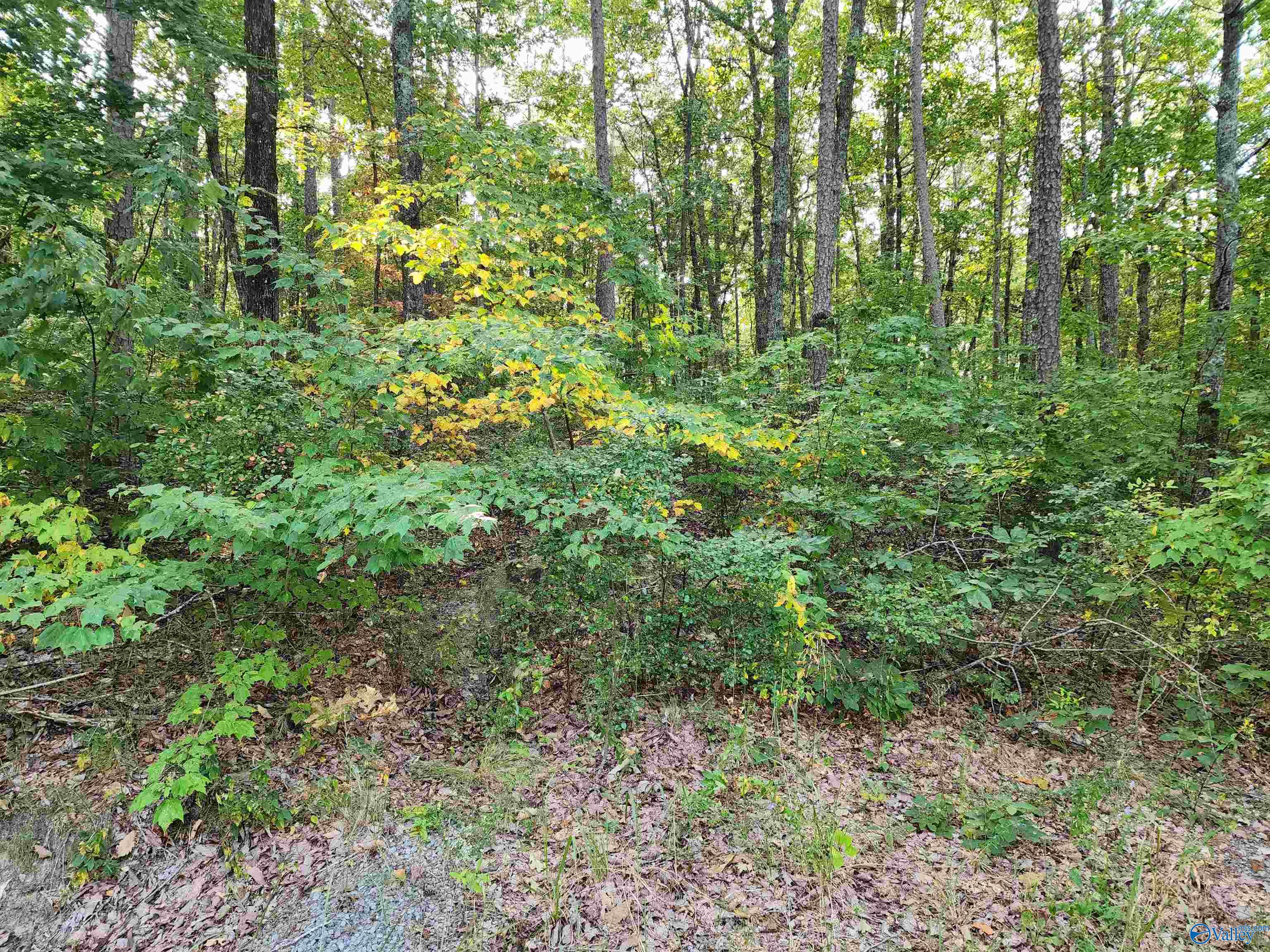 3.72 Acres County Road 14, Flat Rock, Alabama image 3