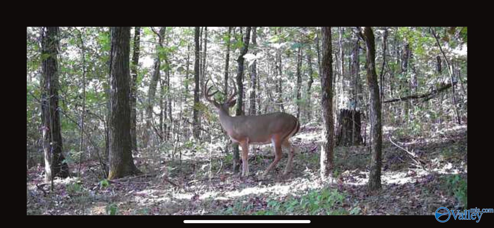 82 Acres County Road 81, Russellville, Alabama image 5