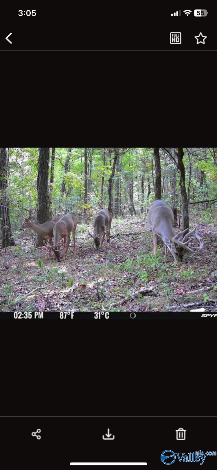 82 Acres County Road 81, Russellville, Alabama image 9