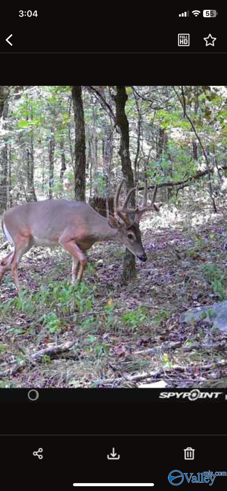 82 Acres County Road 81, Russellville, Alabama image 38