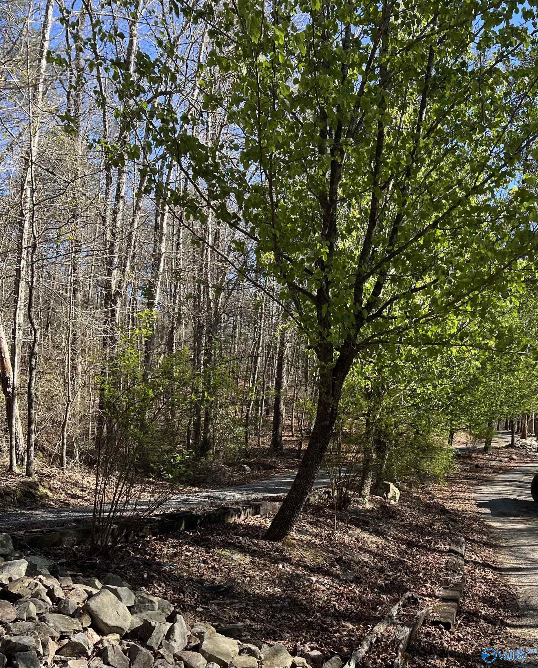 10 Acres Bear Creek Road, Fort Payne, Alabama image 7