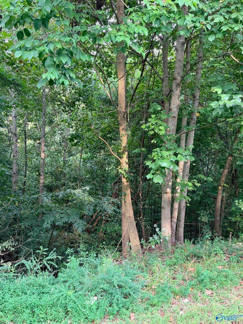 Vacant Land For Sale - 1581 Lookout Mountain Drive<br/> Scottsboro, AL 35769