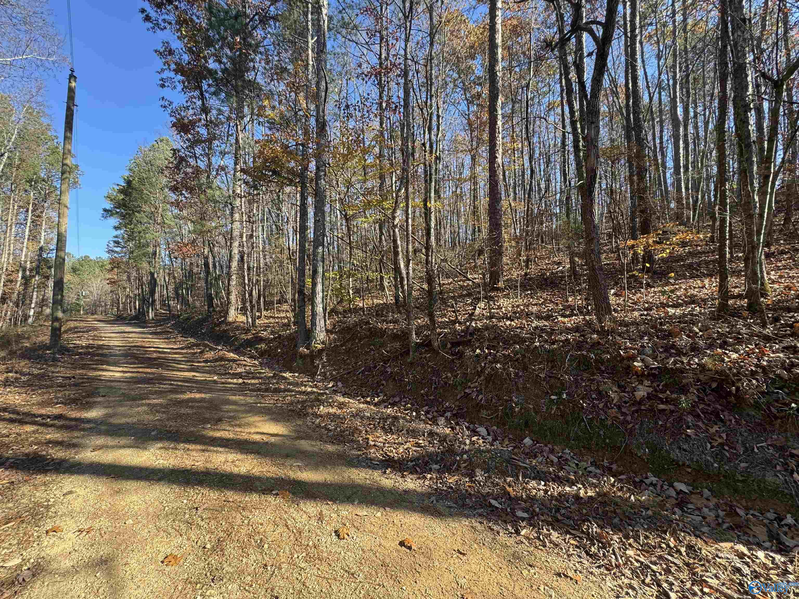 28 Acres County Road 917, Collinsville, Alabama image 2