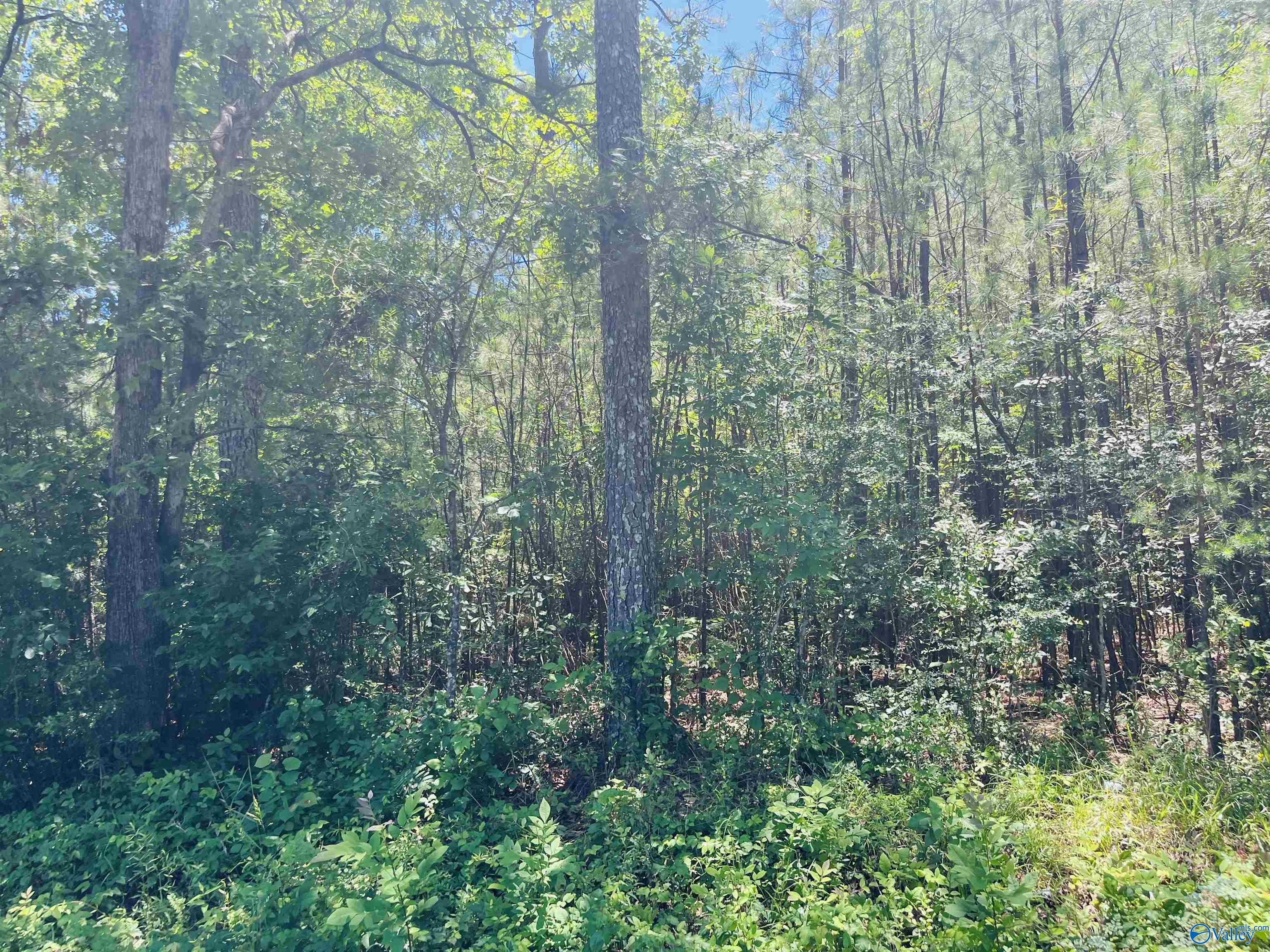 19 Acres Goldenrod Avenue, Gadsden, Alabama image 2
