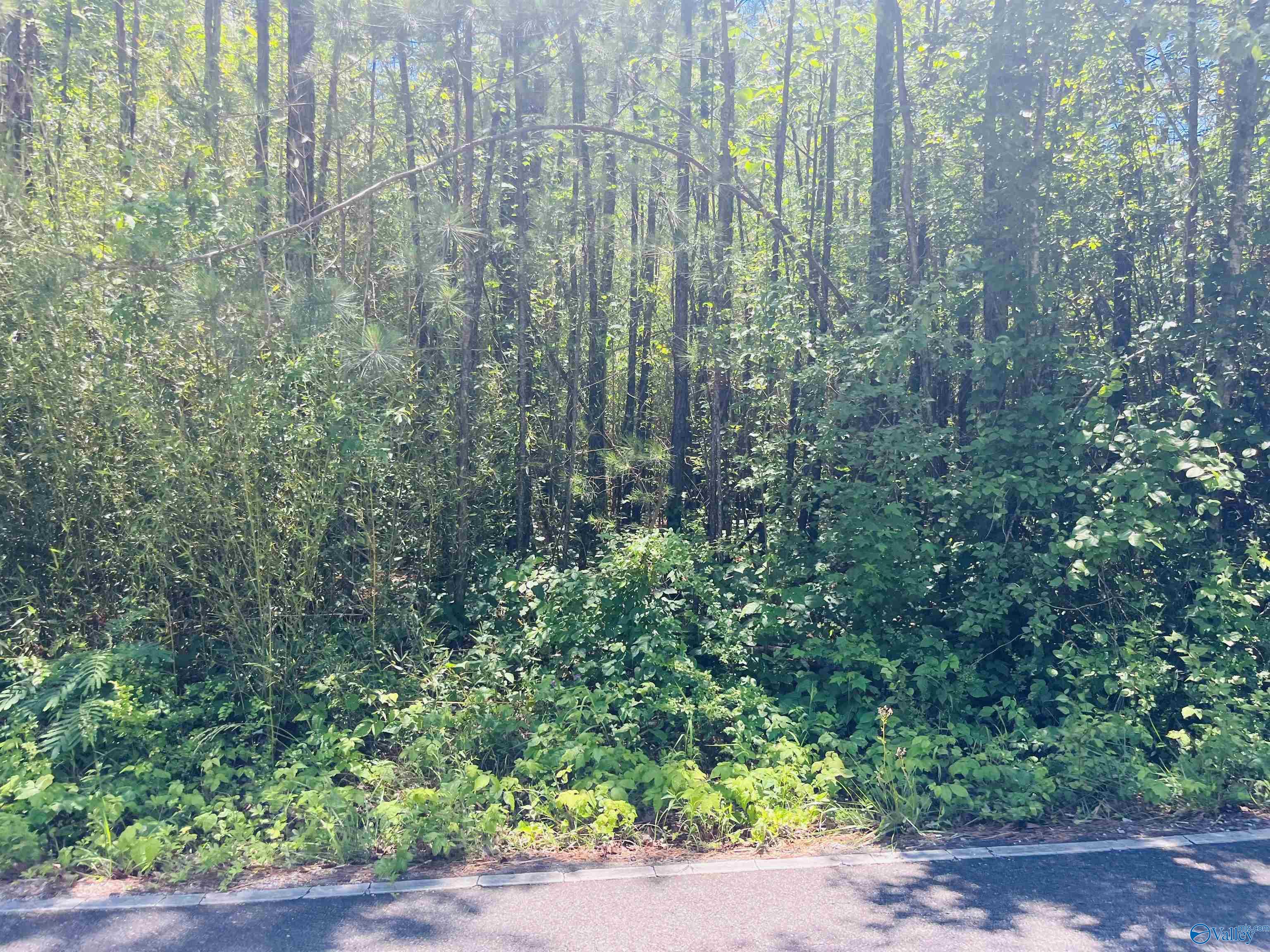 19 Acres Goldenrod Avenue, Gadsden, Alabama image 3