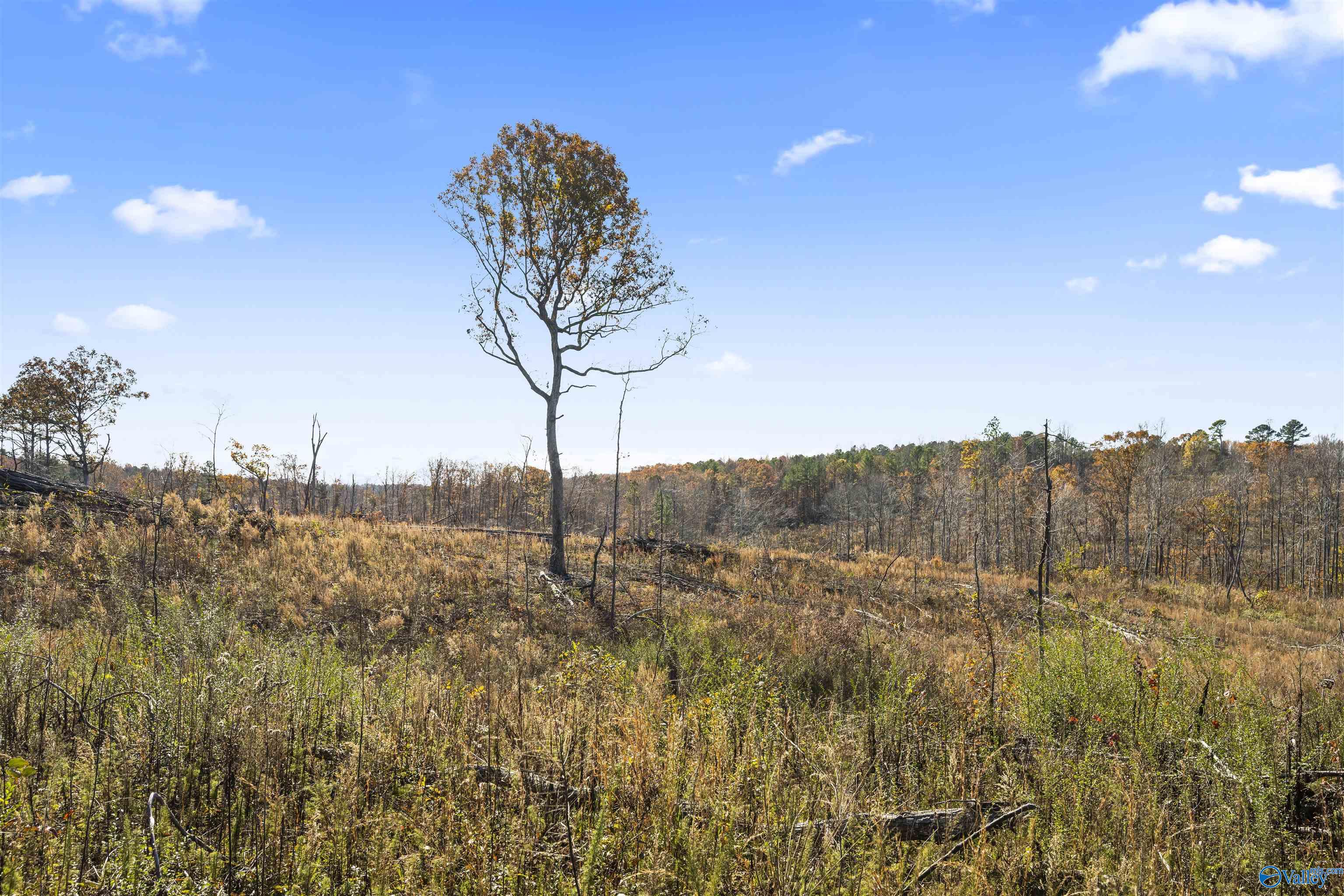 193 AC County Road 1069, Vinemont, Alabama image 22