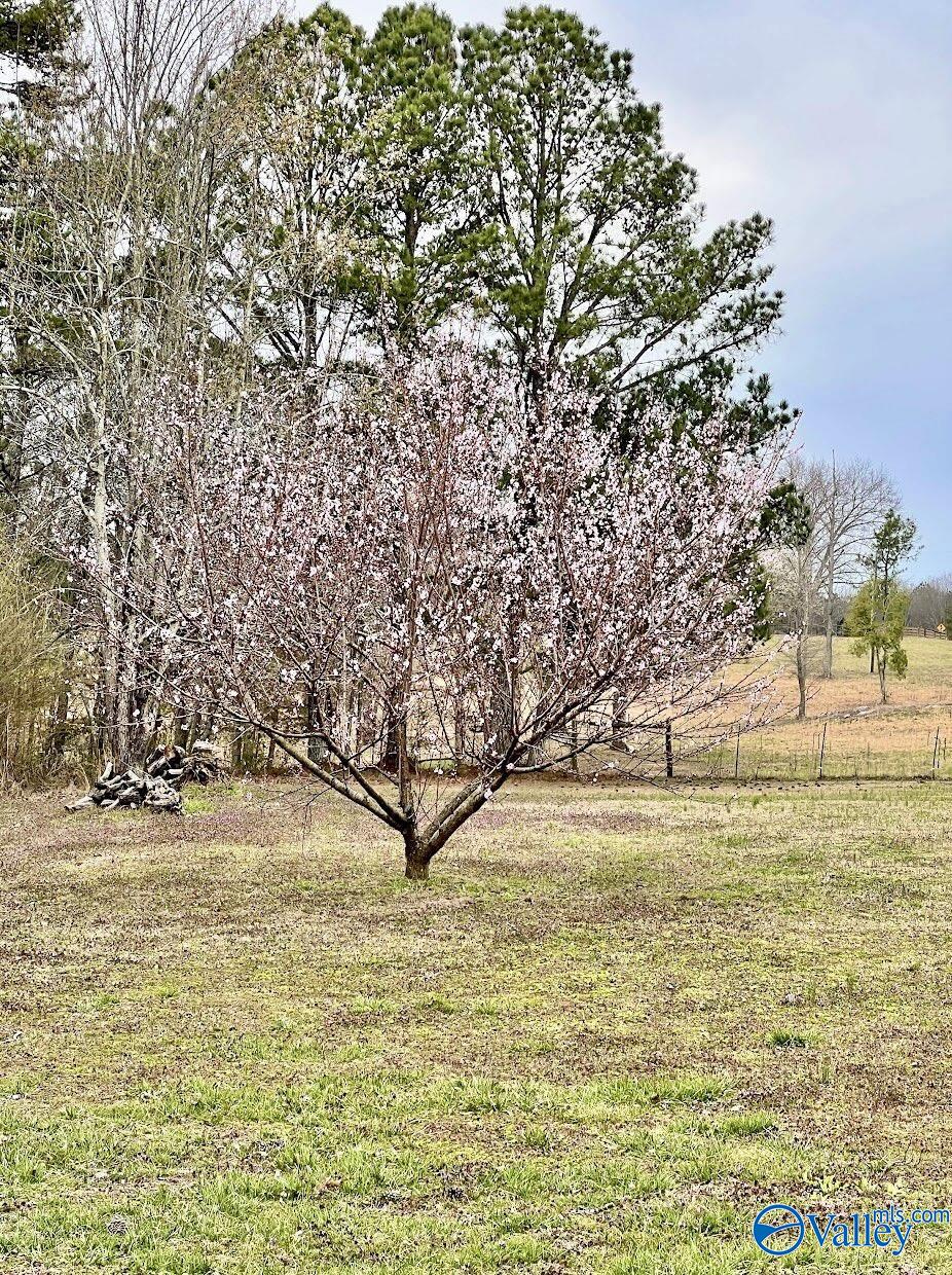 2152 County Road 49, Section, Alabama image 7