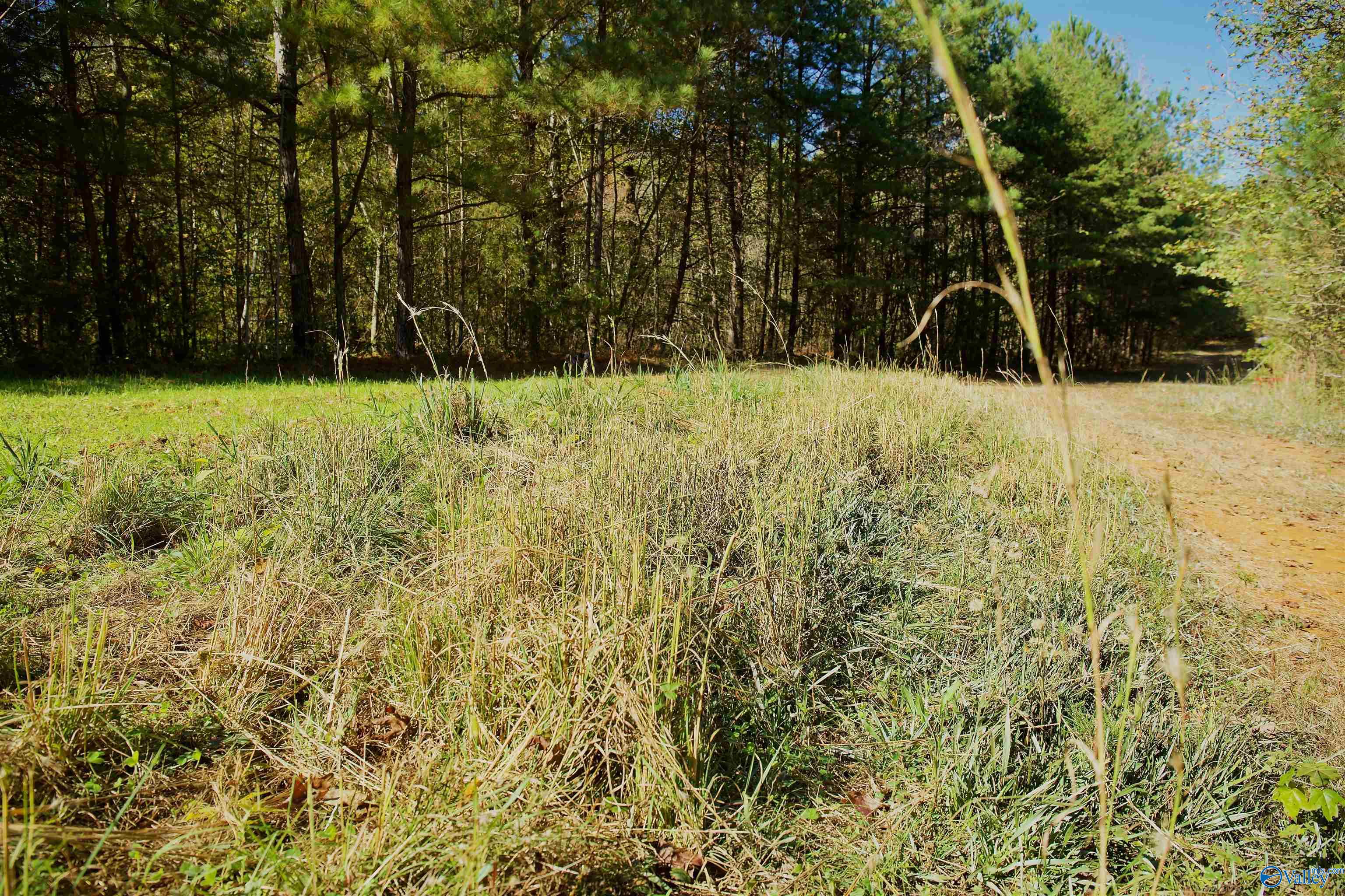 164 Acres Old Baltimore Road, Cordova, Alabama image 12