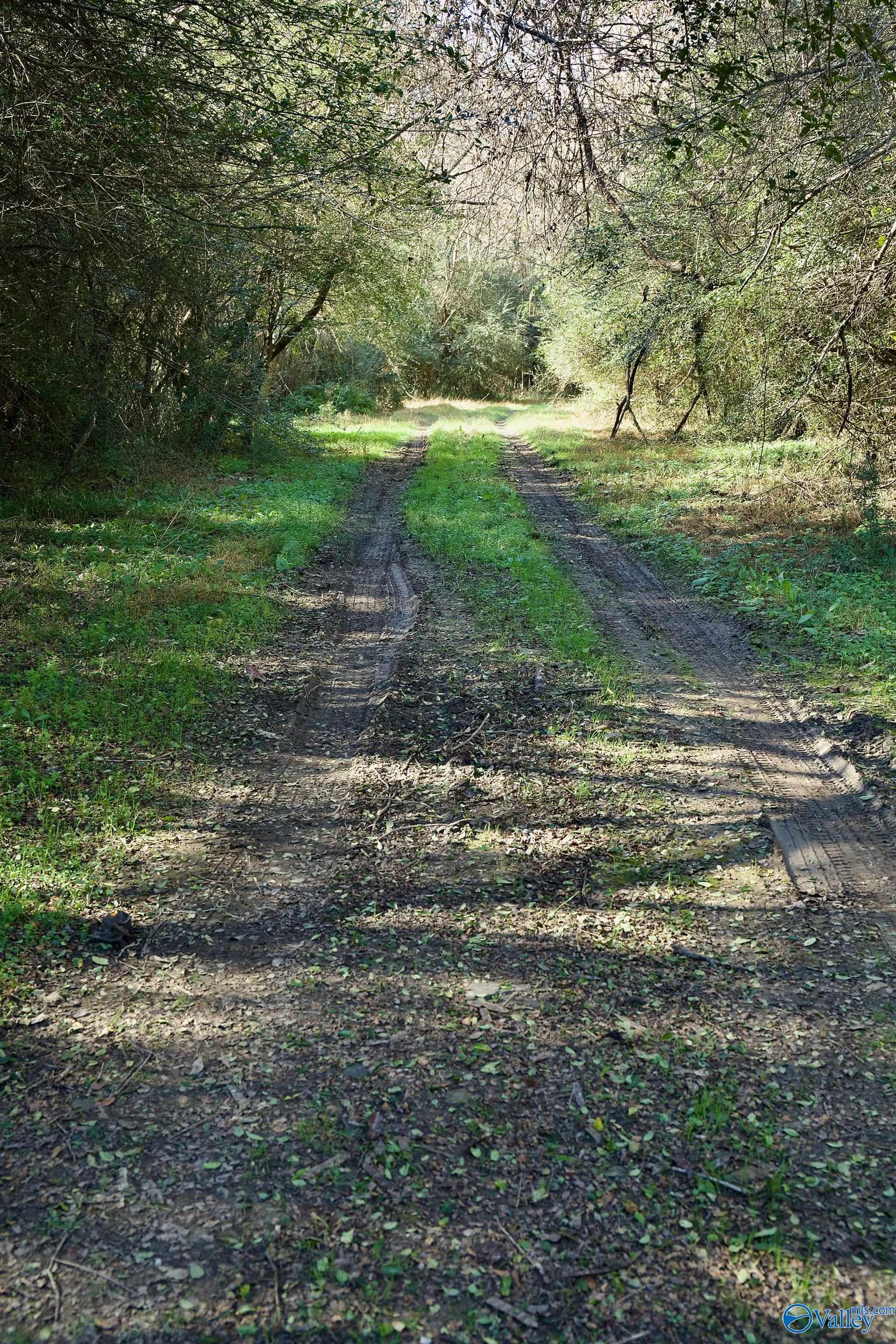 164 Acres Old Baltimore Road, Cordova, Alabama image 16