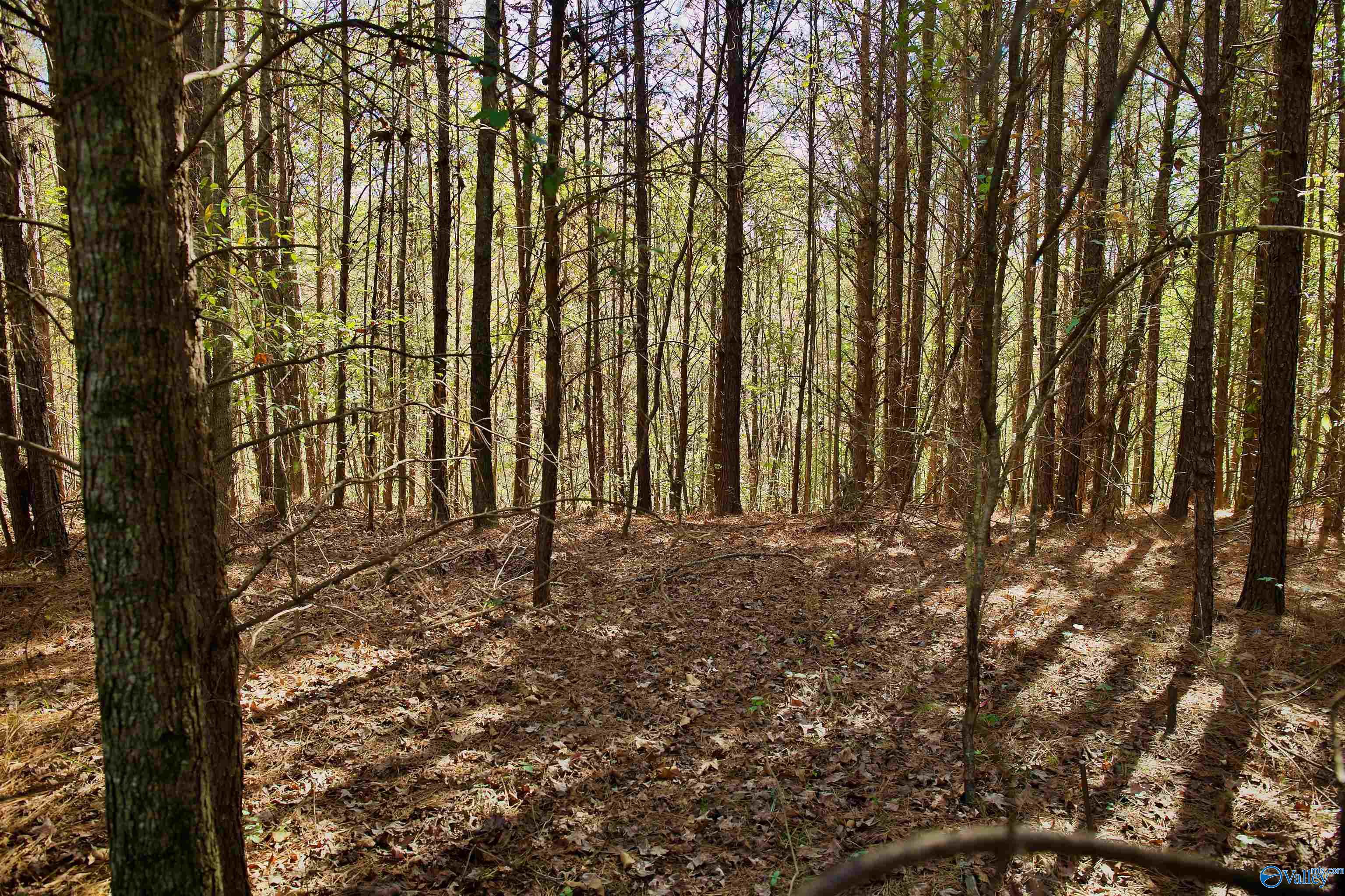 164 Acres Old Baltimore Road, Cordova, Alabama image 10