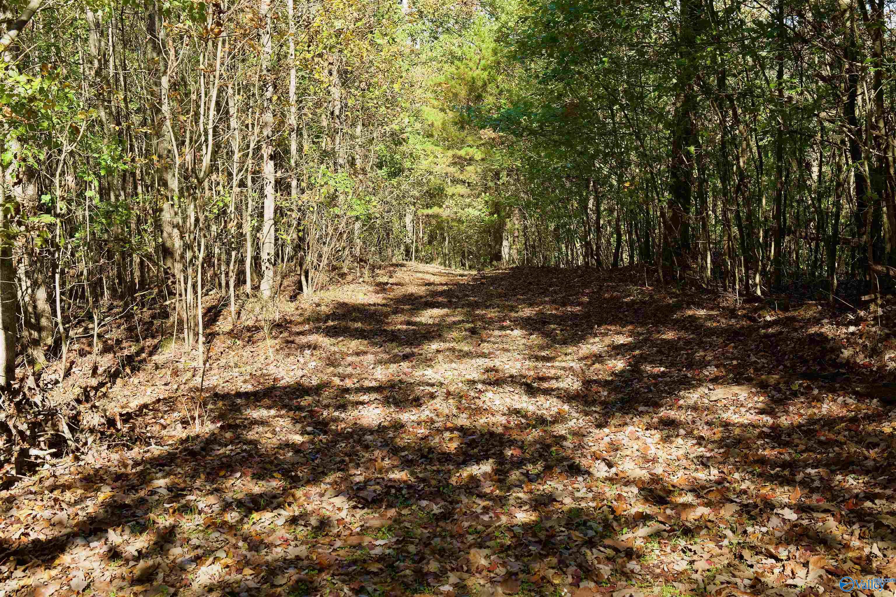 164 Acres Old Baltimore Road, Cordova, Alabama image 3