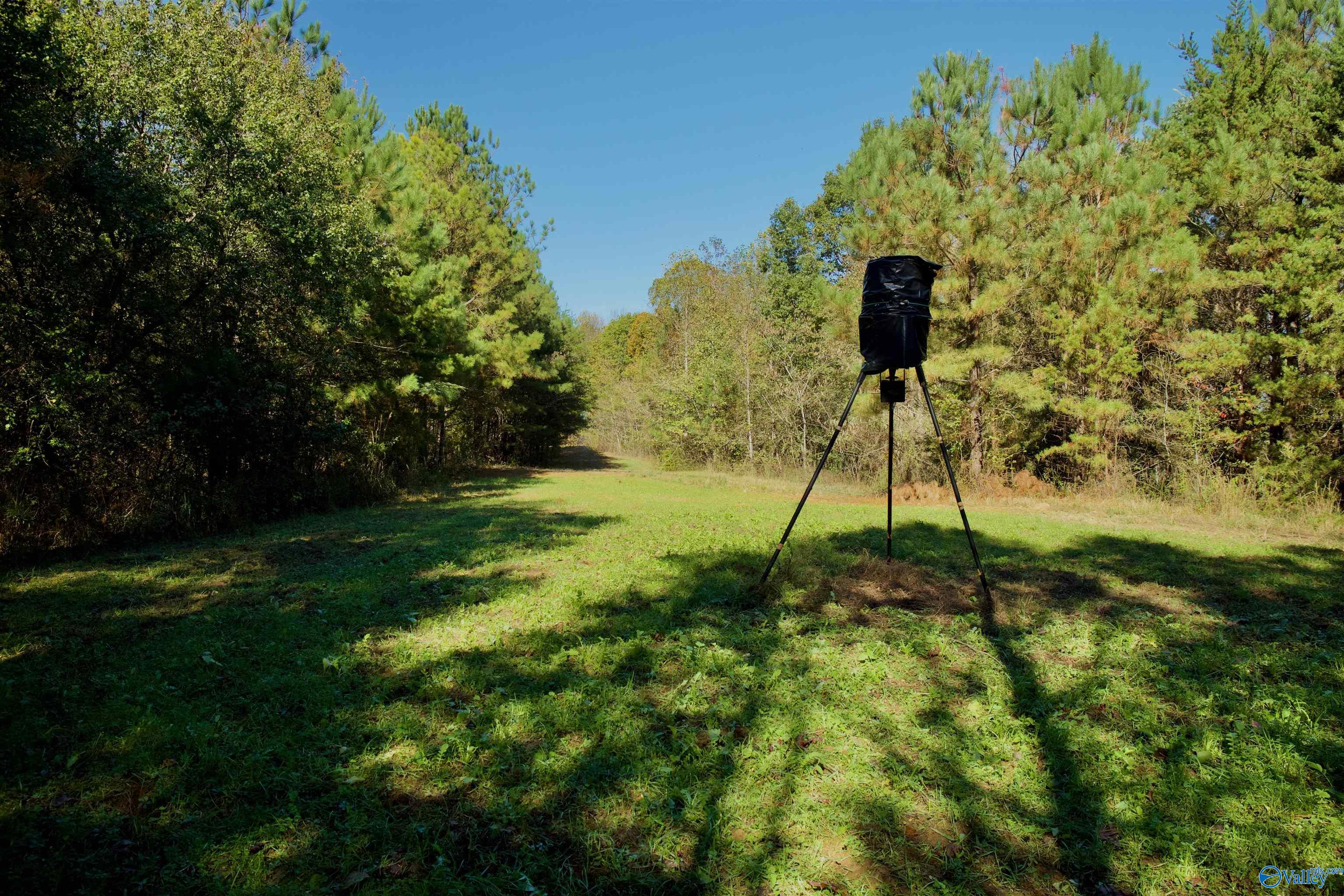 164 Acres Old Baltimore Road, Cordova, Alabama image 9