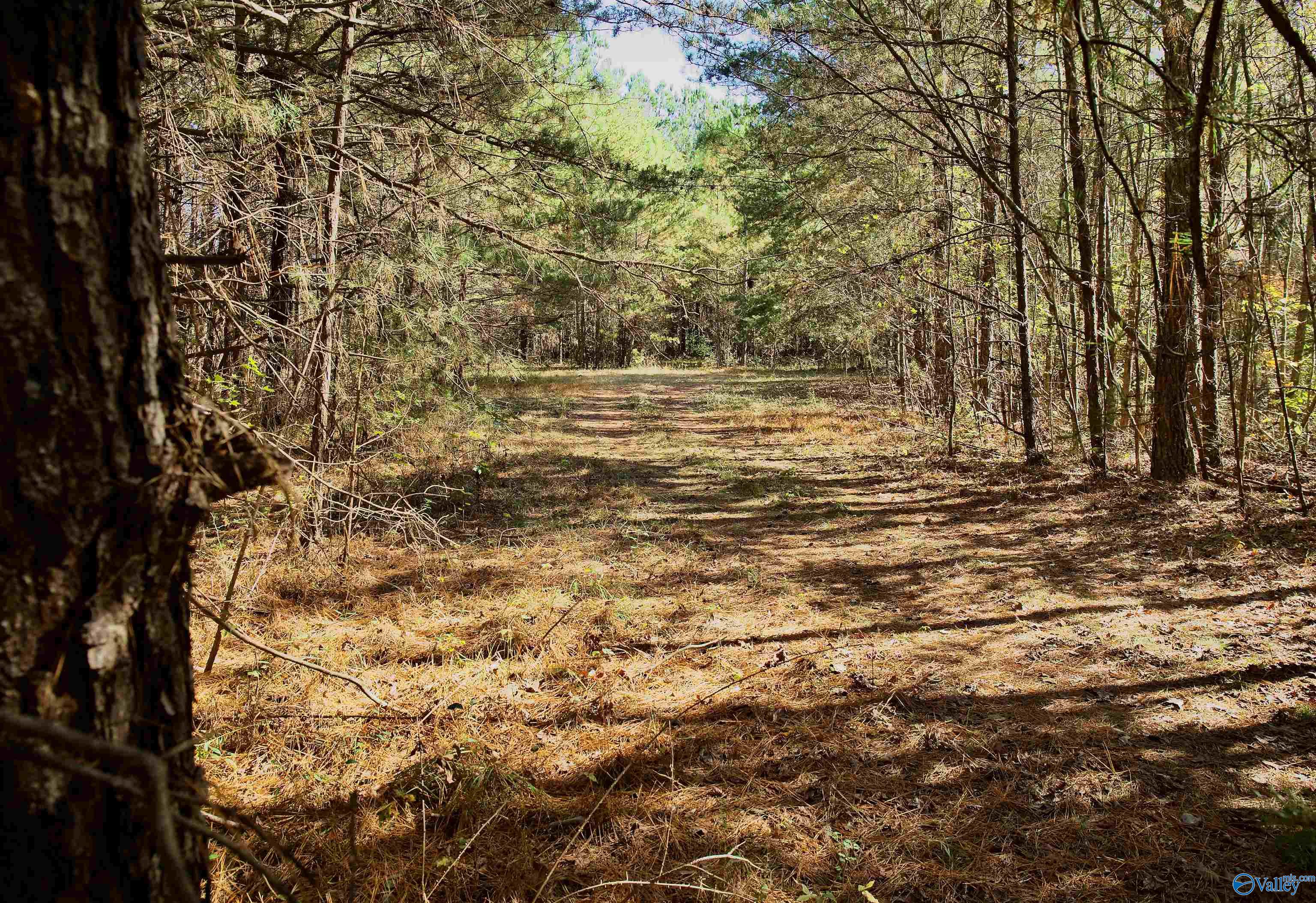 164 Acres Old Baltimore Road, Cordova, Alabama image 5