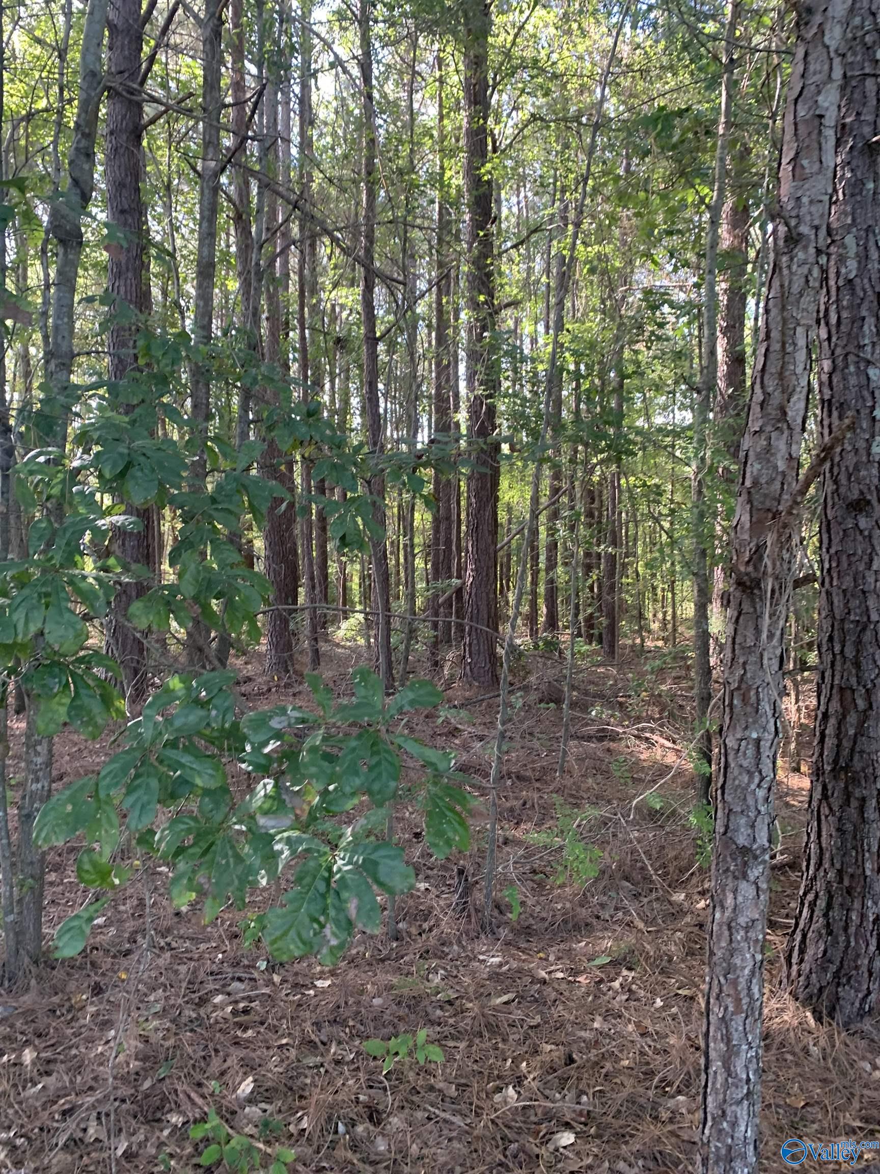 Land 9.03 Acres Mooresville Road, Elkmont, Alabama image 41