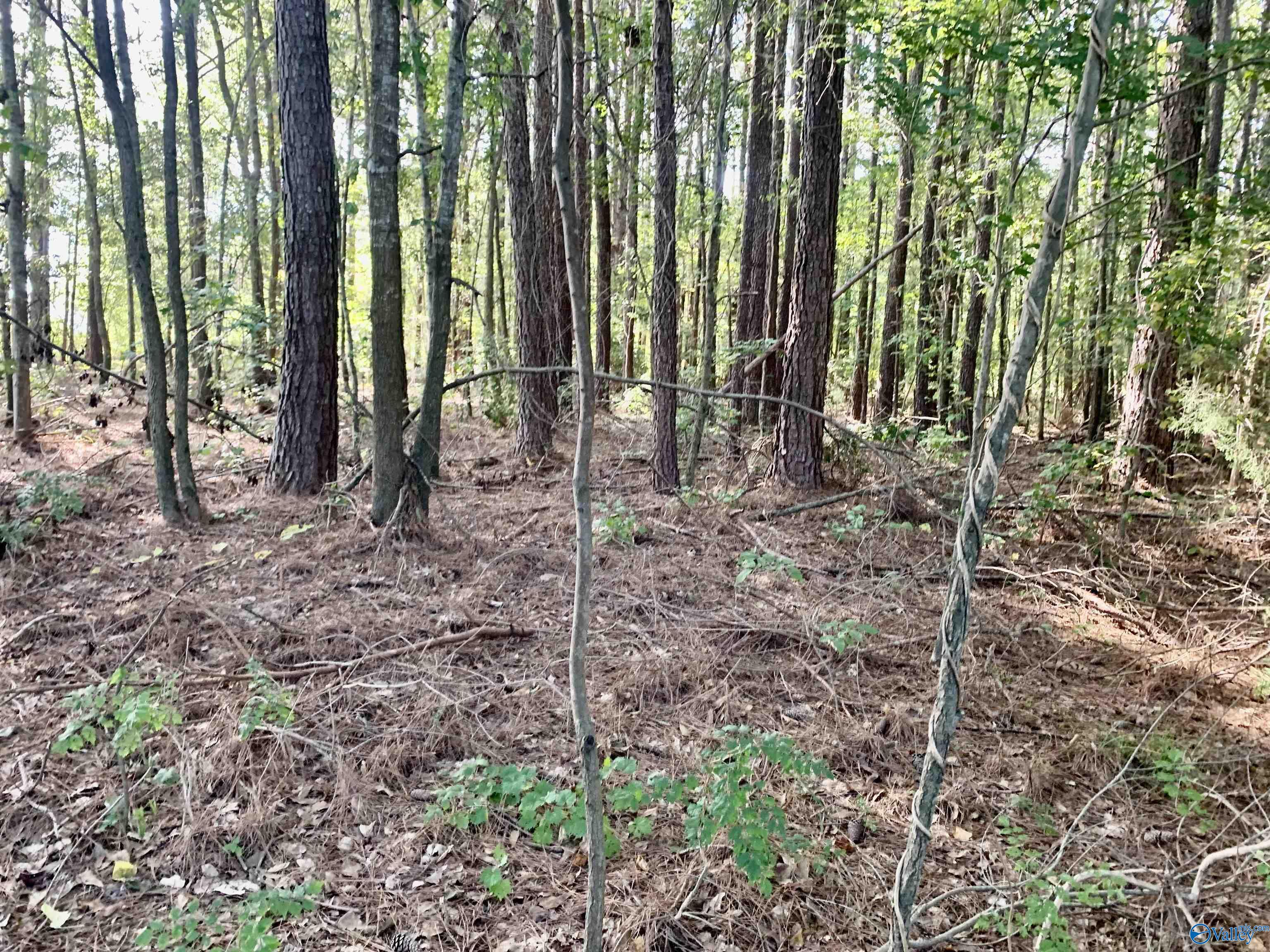 Land 9.03 Acres Mooresville Road, Elkmont, Alabama image 14