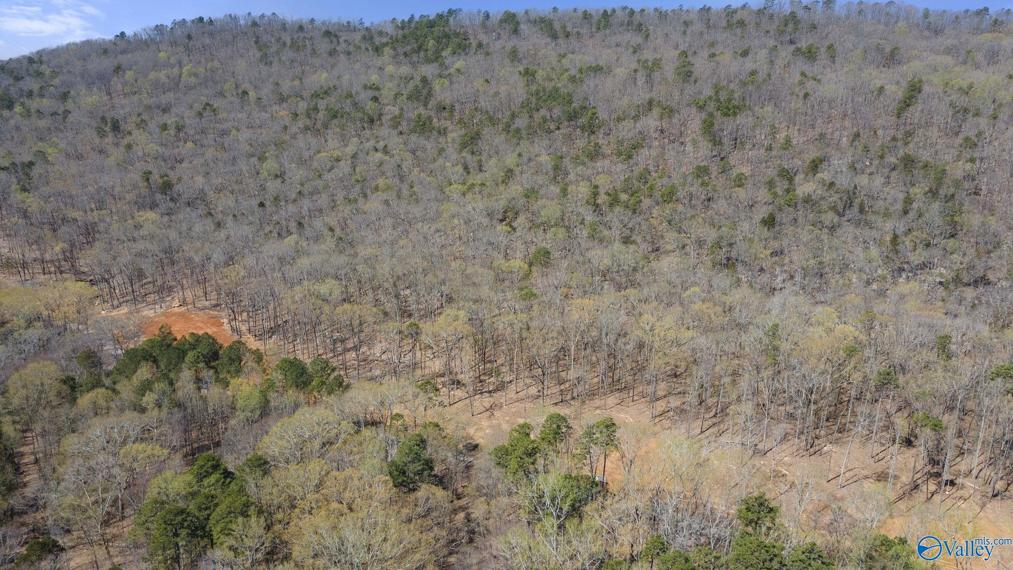 I 900 County Road 114, Scottsboro, Alabama image 9
