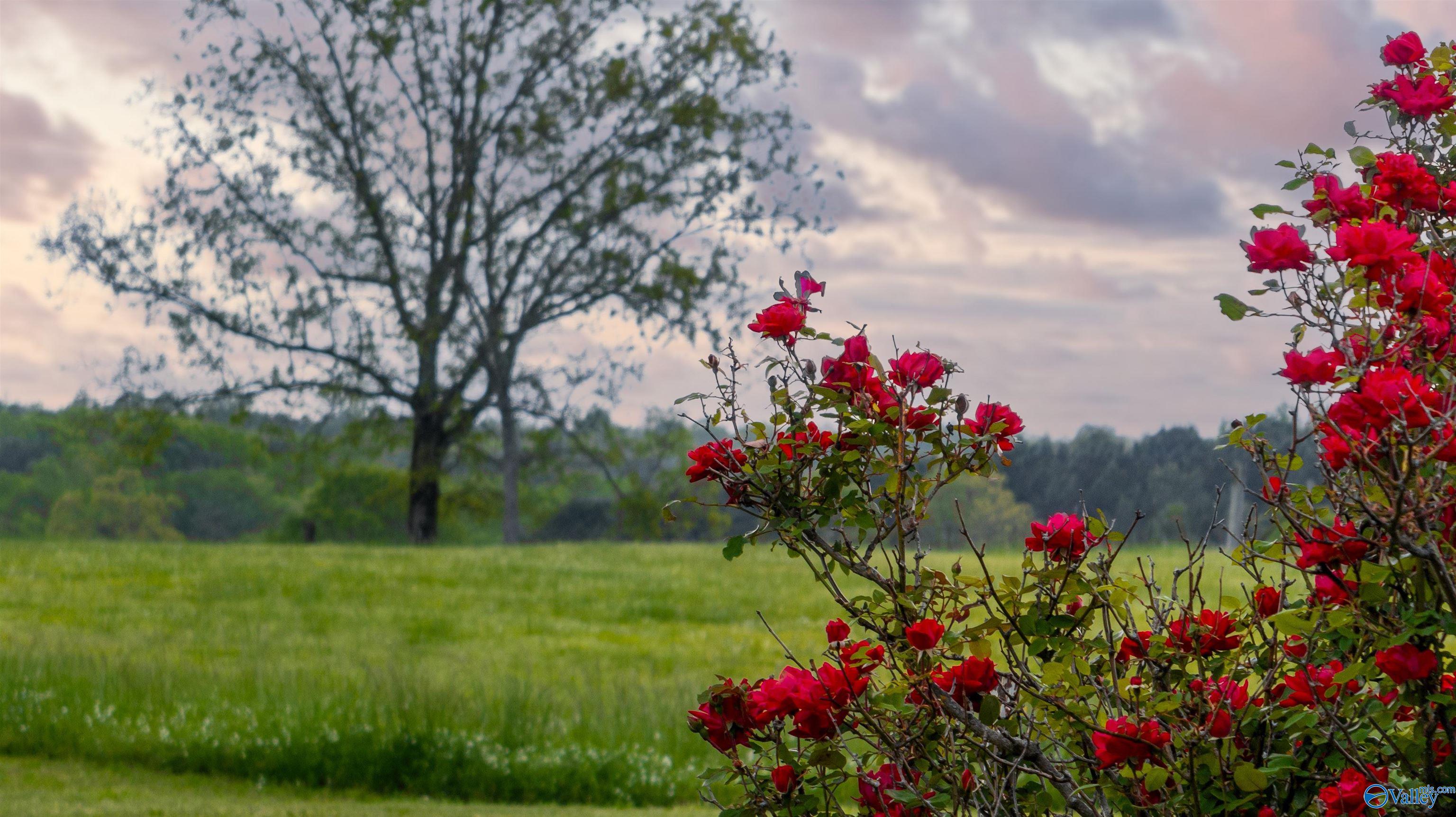 586 E County Road 152, Section, Alabama image 8