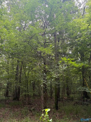 WALTER HILL RD, NEW HOPE, AL 35760 - Image ea2ee04dec325c18d5fe5f3a3ef85656/2661390713