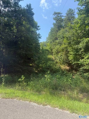 COUNTY RD 136, CEDAR BLUFF, AL 35959 - Image eb27523f18cd798c2eeee5d7a9435dfe/3062370622