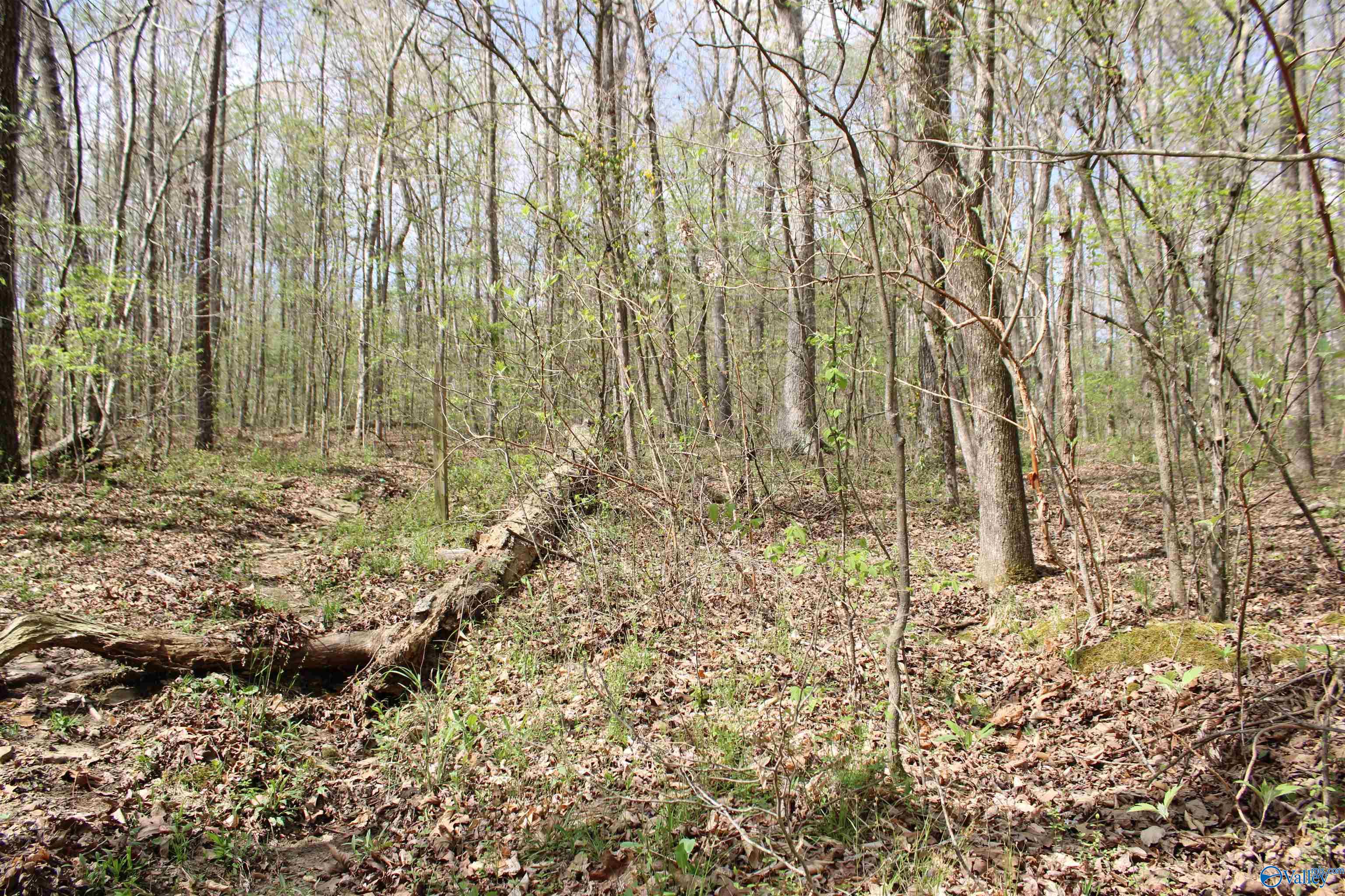 2.7 Acres County Road 518, Moulton, Alabama image 5