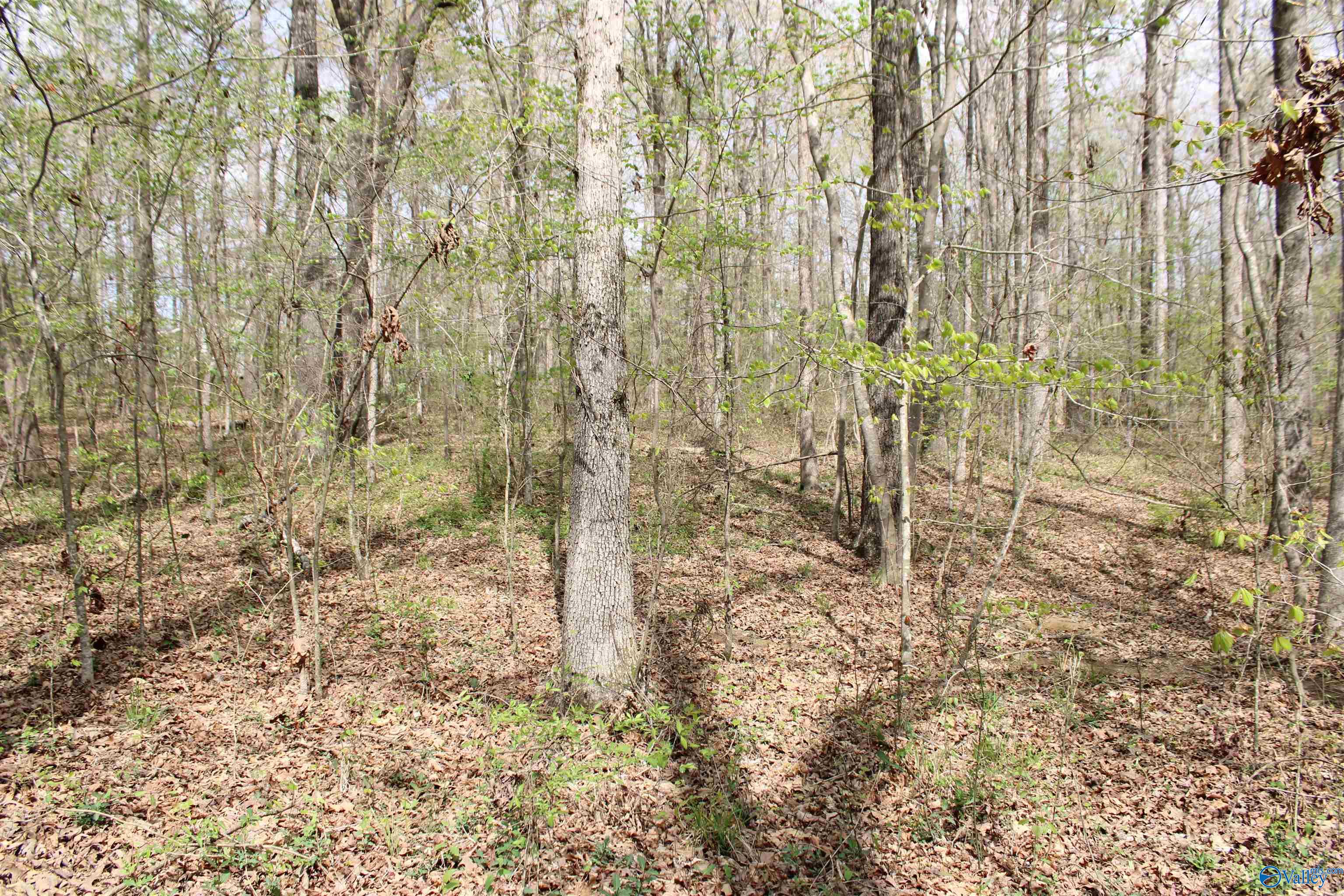 2.7 Acres County Road 518, Moulton, Alabama image 2