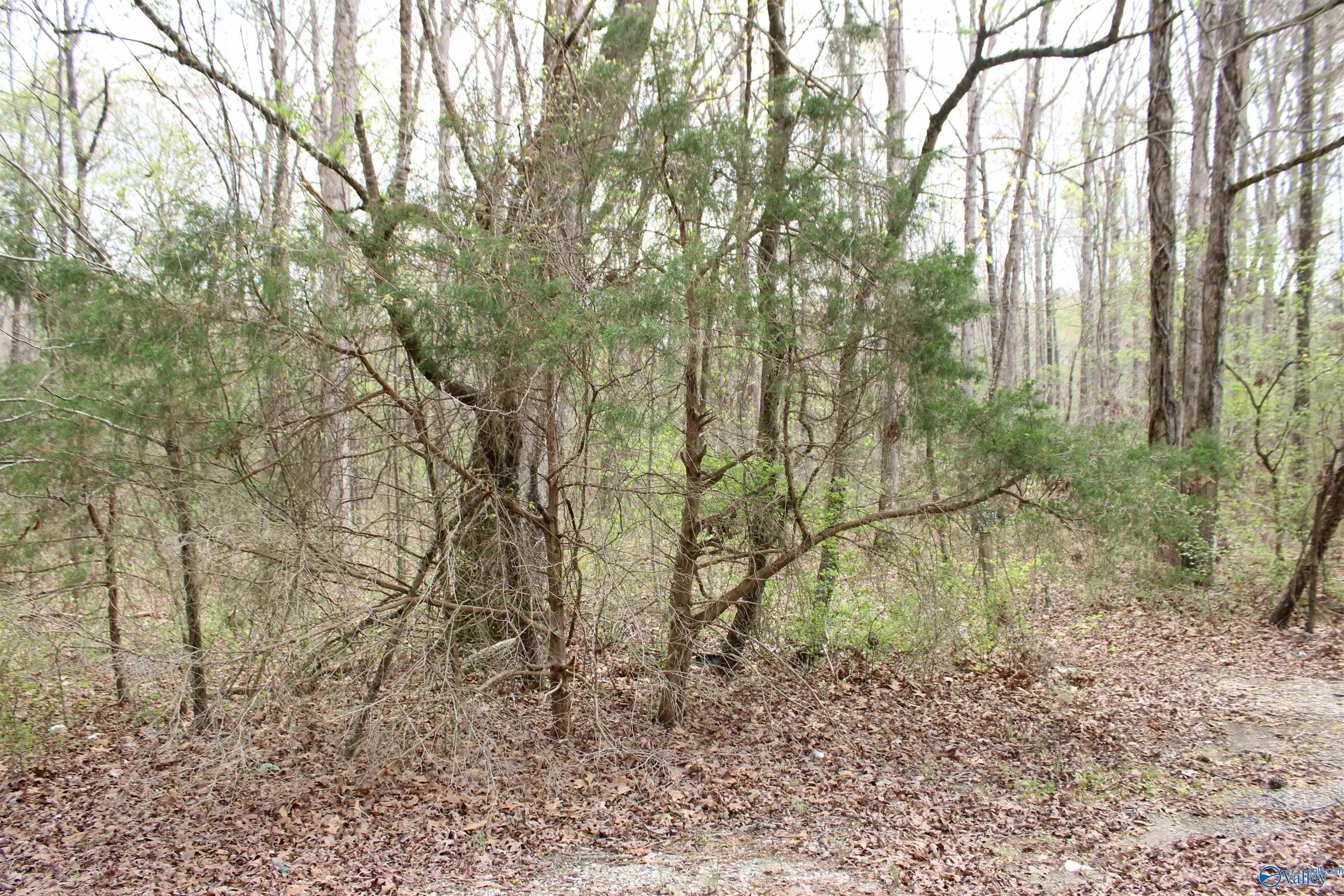2.7 Acres County Road 518, Moulton, Alabama image 21