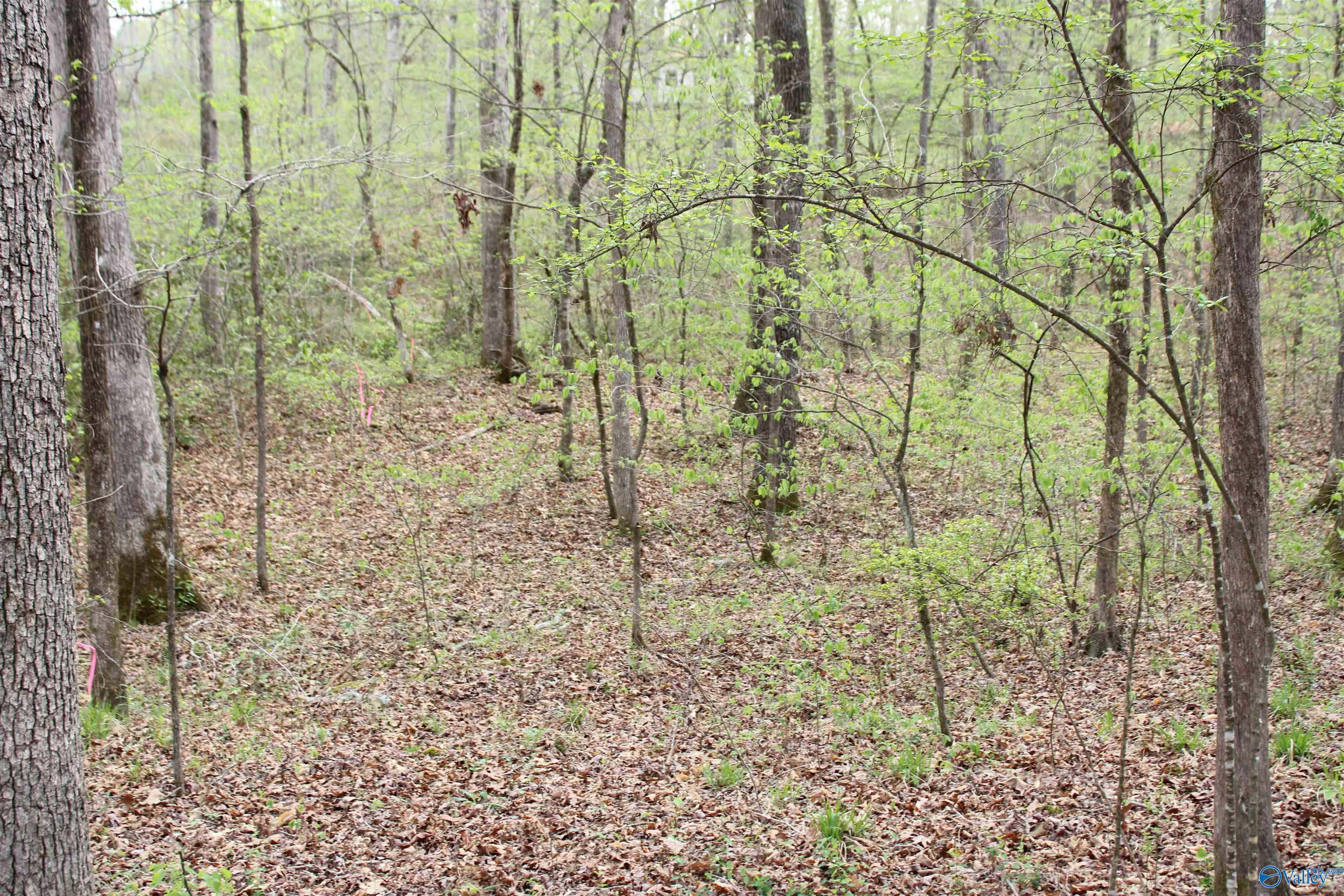 2.7 Acres County Road 518, Moulton, Alabama image 8