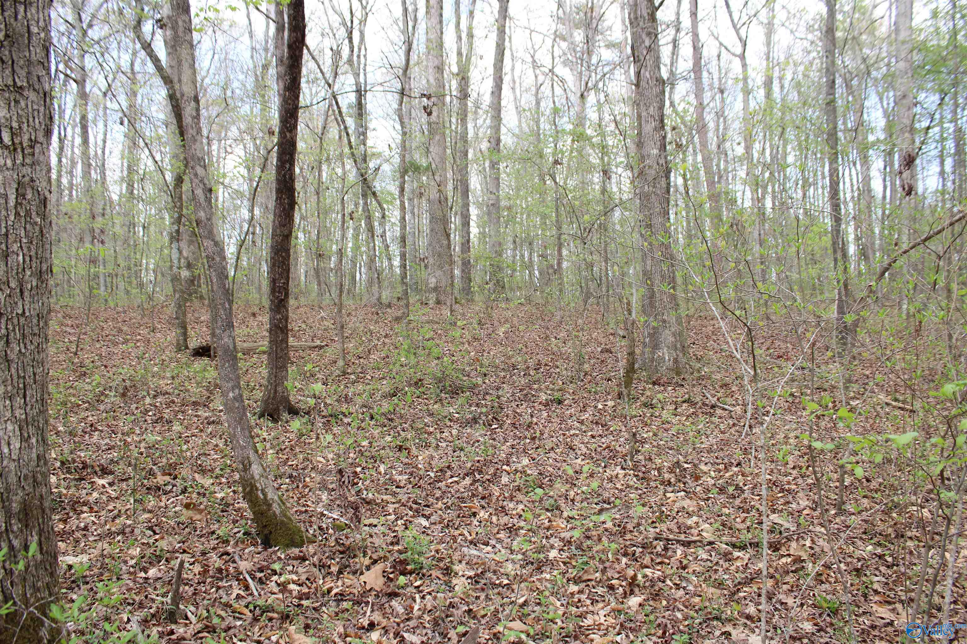 2.7 Acres County Road 518, Moulton, Alabama image 6