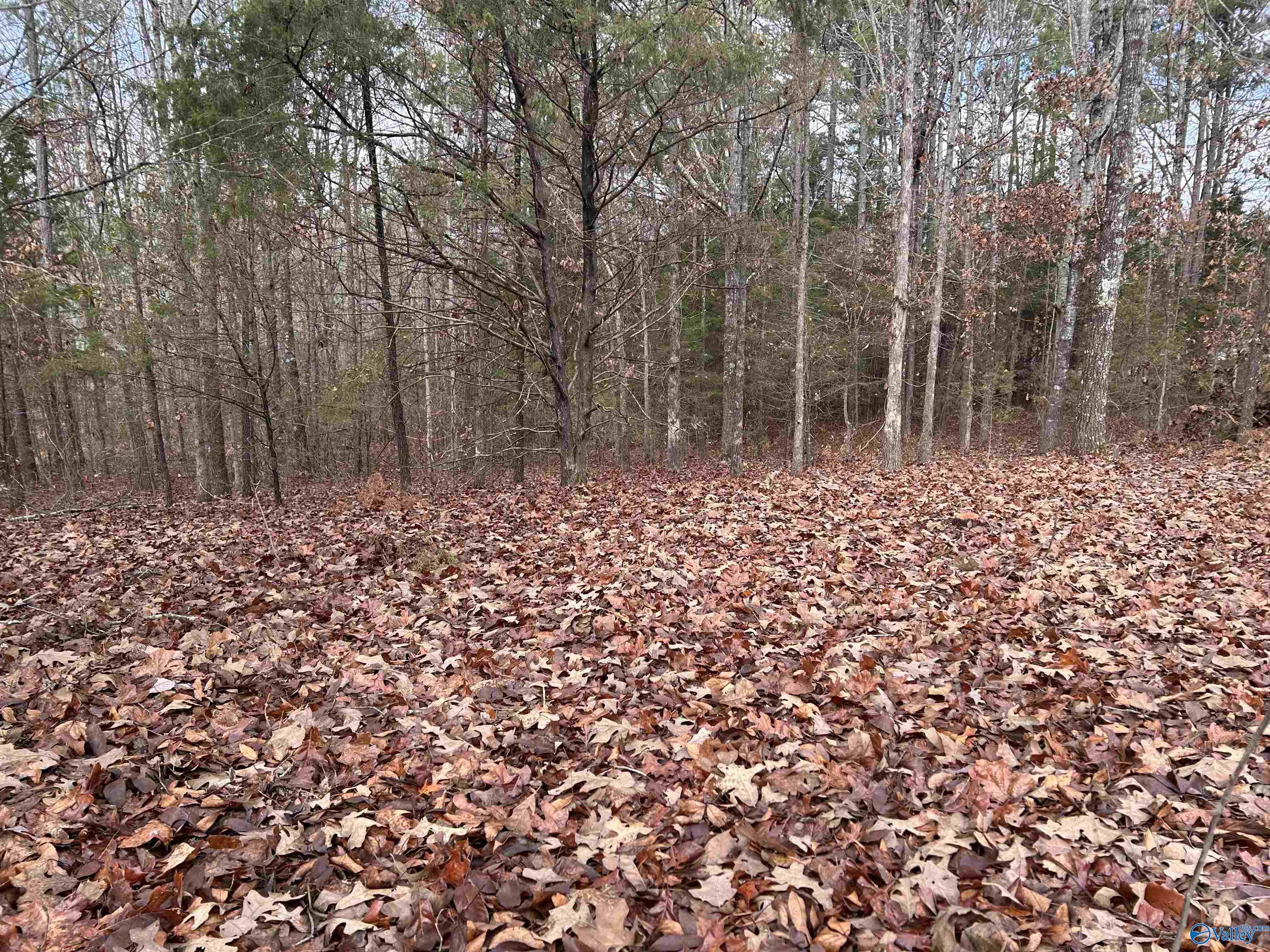 10 AC Pennywinkle Creek Lane, Cherokee, Alabama image 1