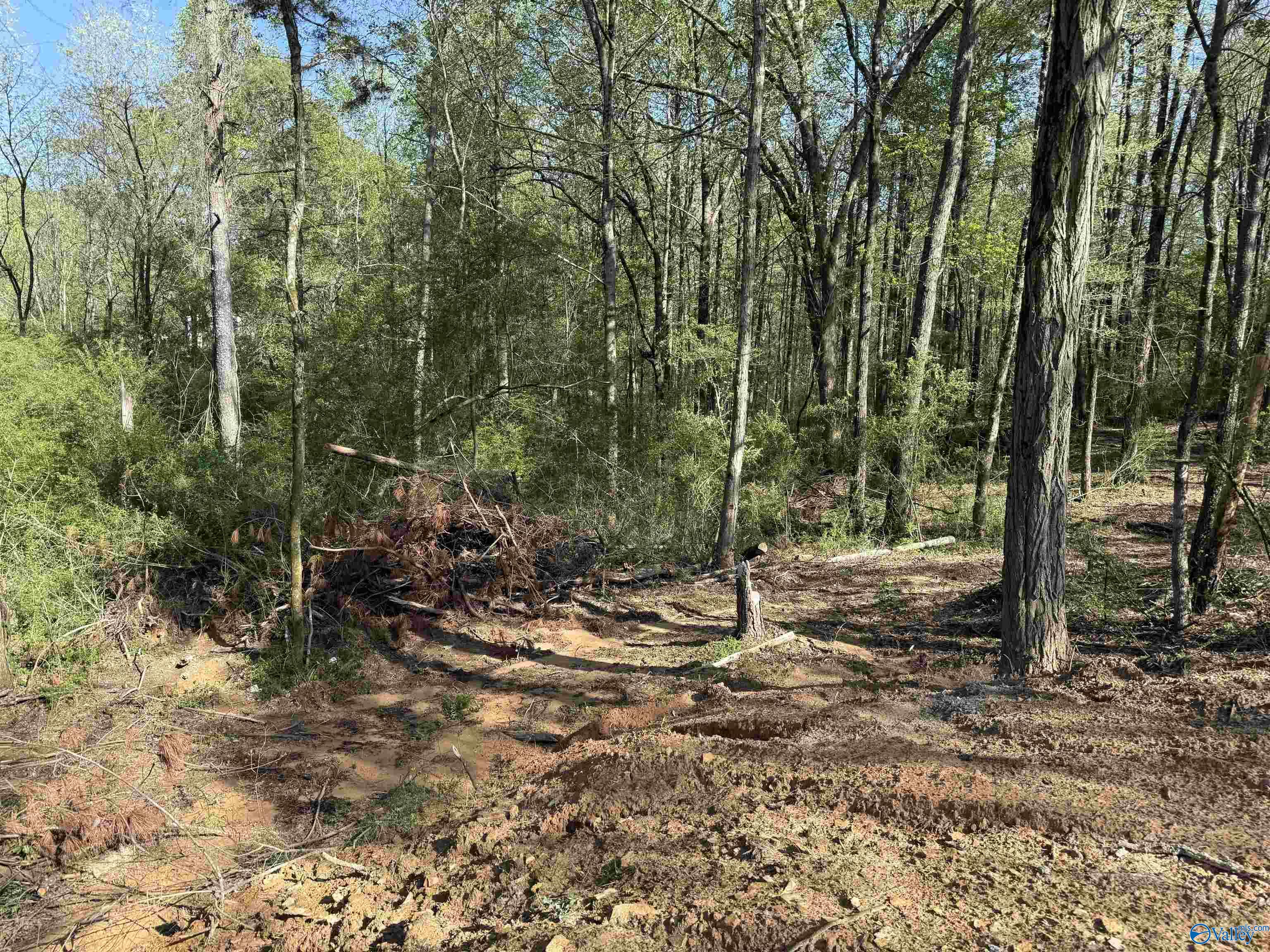 1.19 Gladys, Eva, Alabama image 3