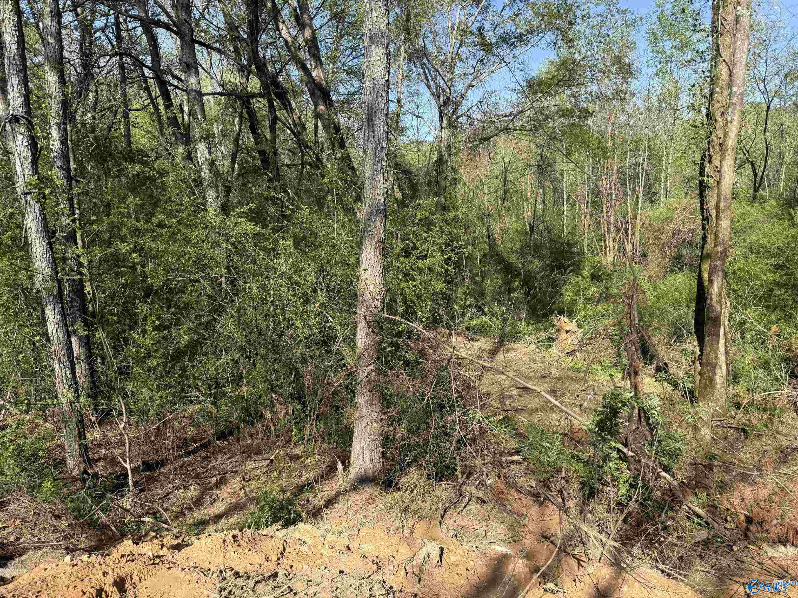 1.19 Gladys, Eva, Alabama image 4