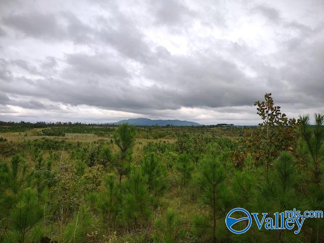 617 ACRES Beaird Road, Gadsden, Alabama image 14