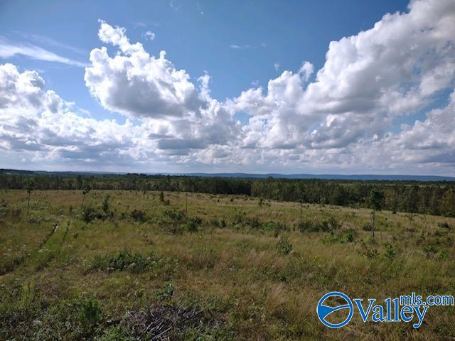 617 ACRES Beaird Road, Gadsden, Alabama image 6