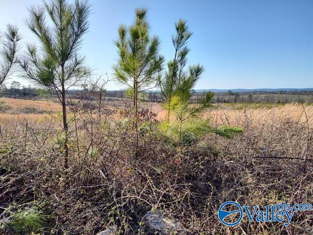 617 ACRES Beaird Road, Gadsden, Alabama image 15