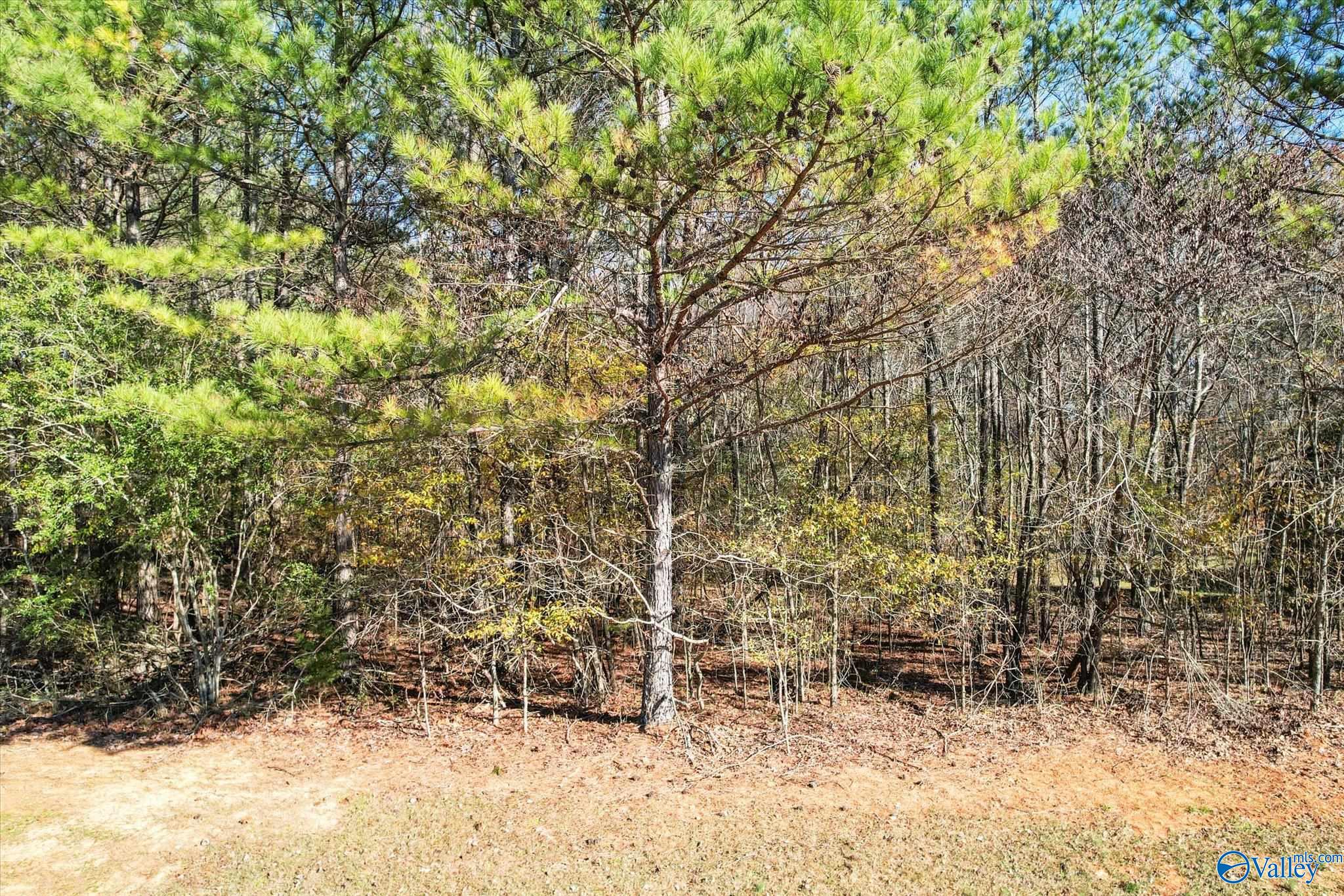 Lot 1 Poplar Drive, Elkmont, Alabama image 2