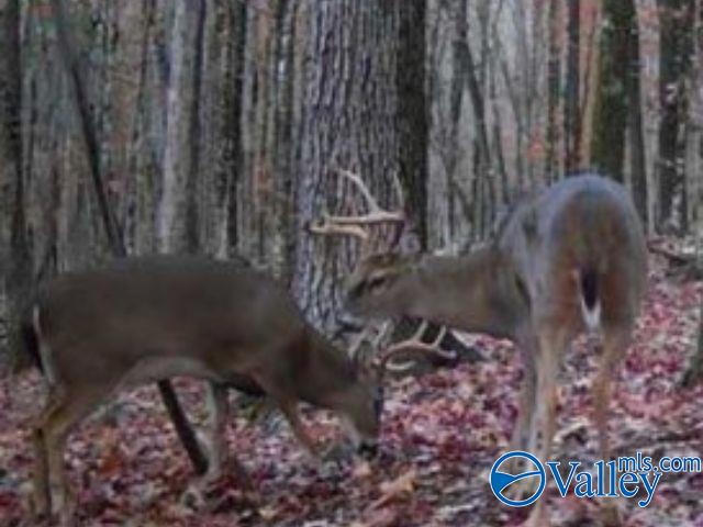 17.7 Fish Trap Road, Grant, Alabama image 7