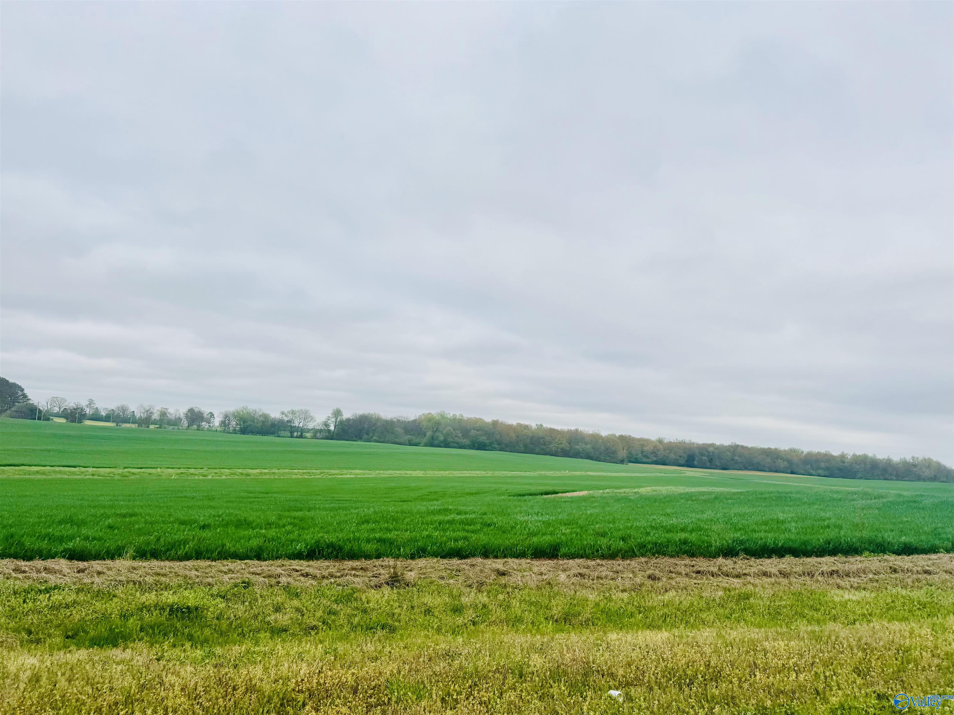 116 Acres Shaw Road, Athens, Alabama image 2