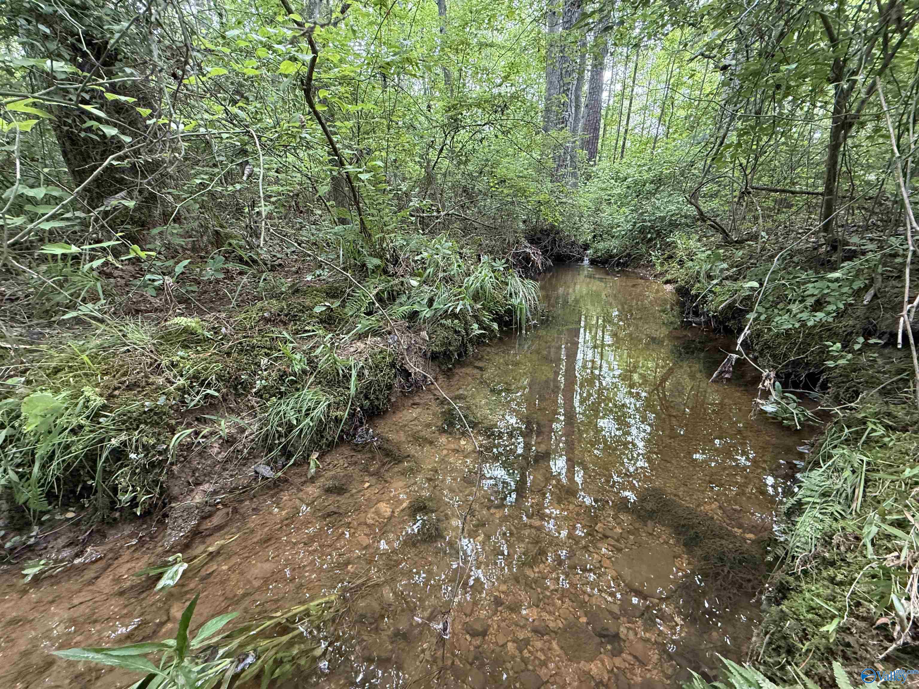 235 County Road 641, Mentone, Alabama image 3
