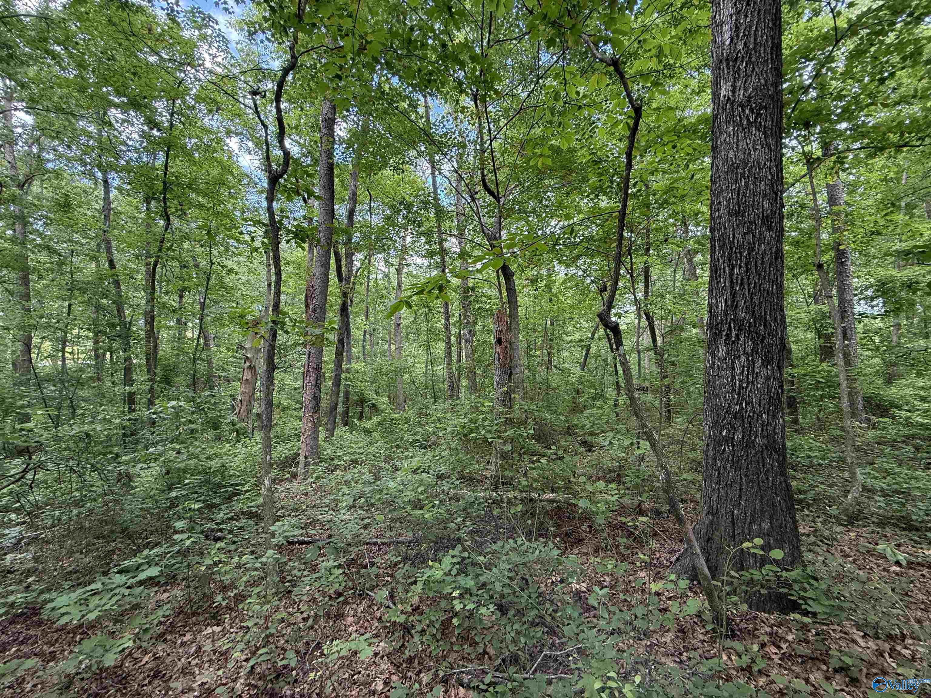 235 County Road 641, Mentone, Alabama image 4