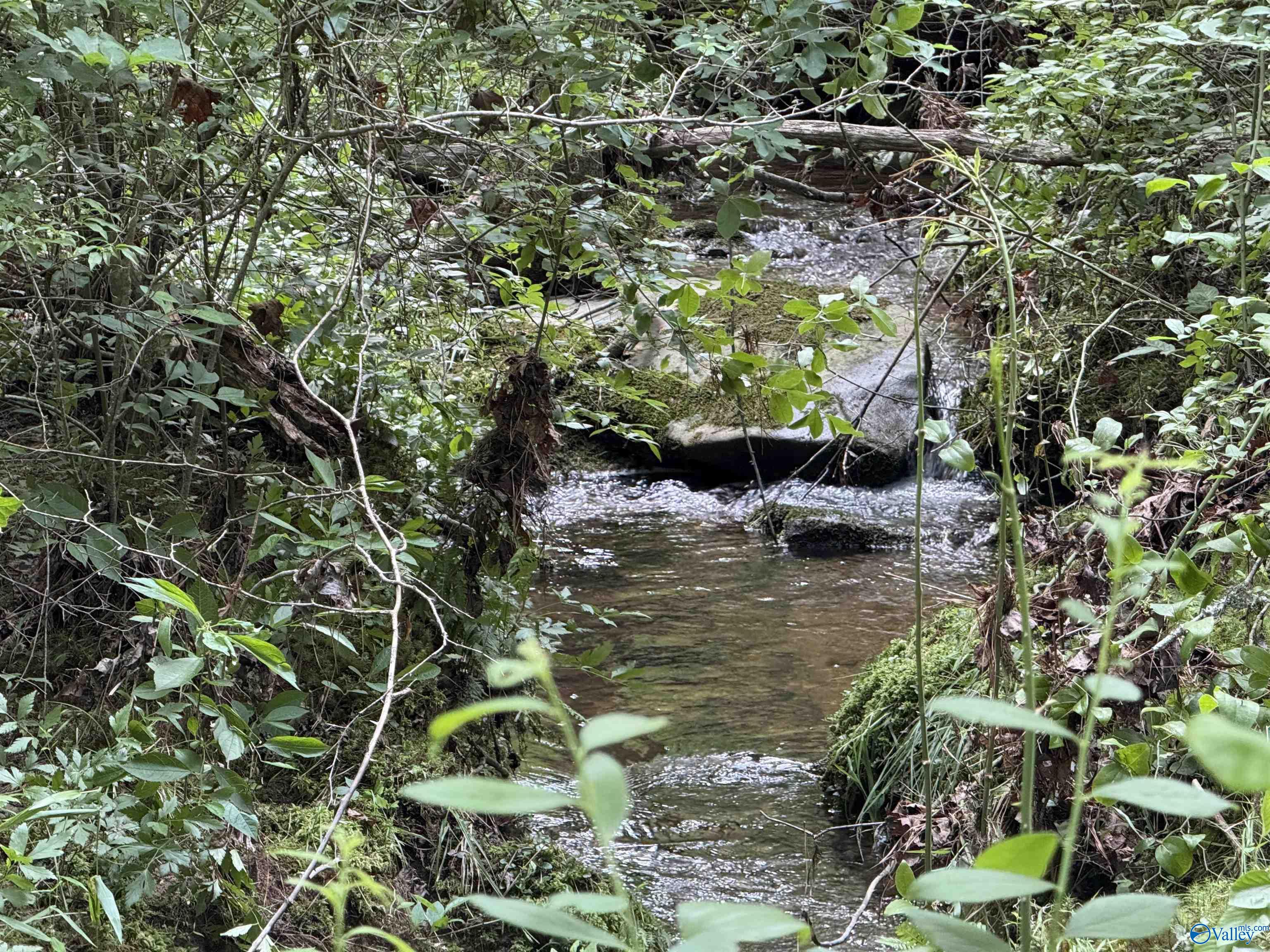 235 County Road 641, Mentone, Alabama image 5