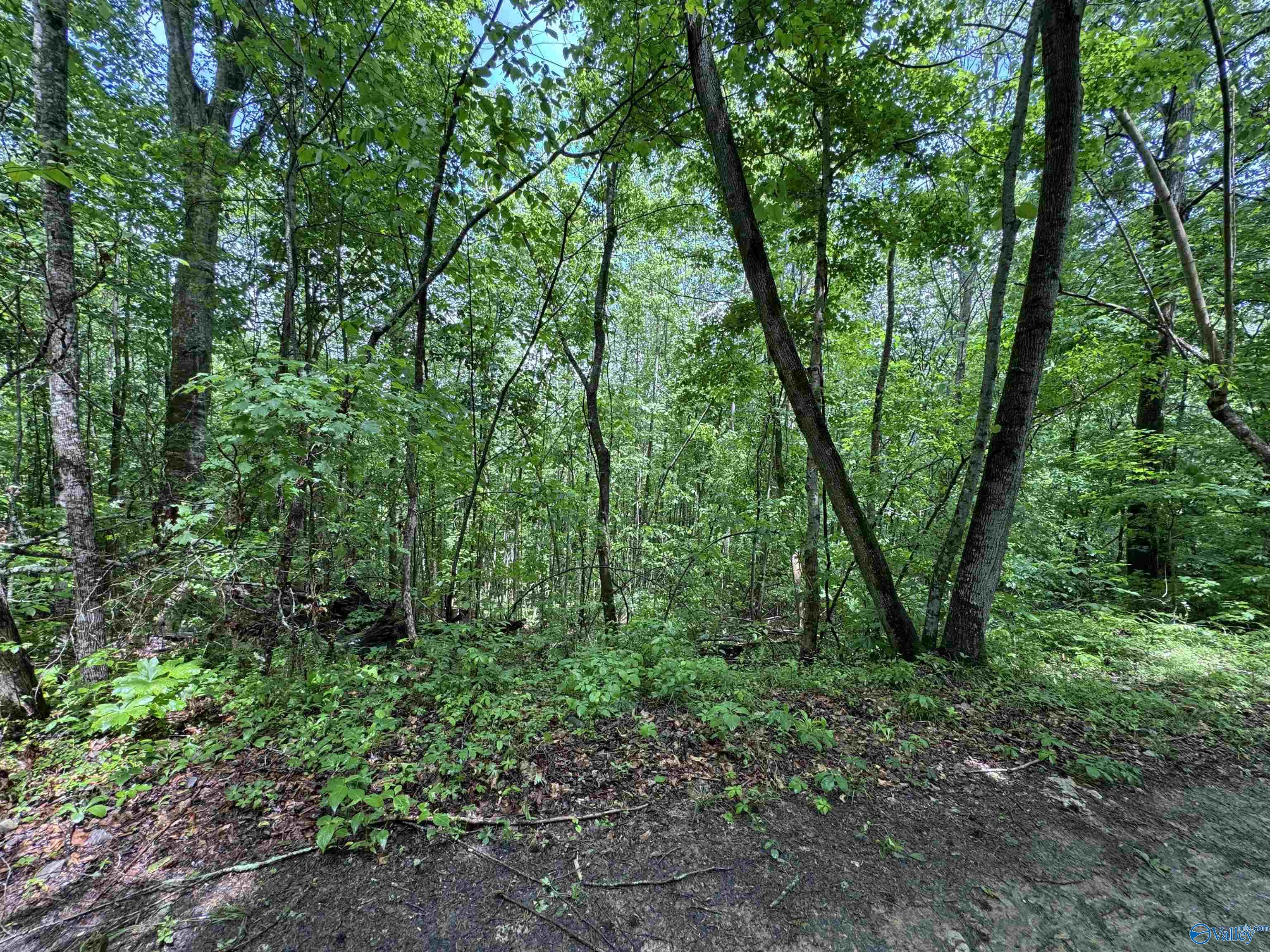 214 Eagle Rock Drive, Arab, Alabama image 11
