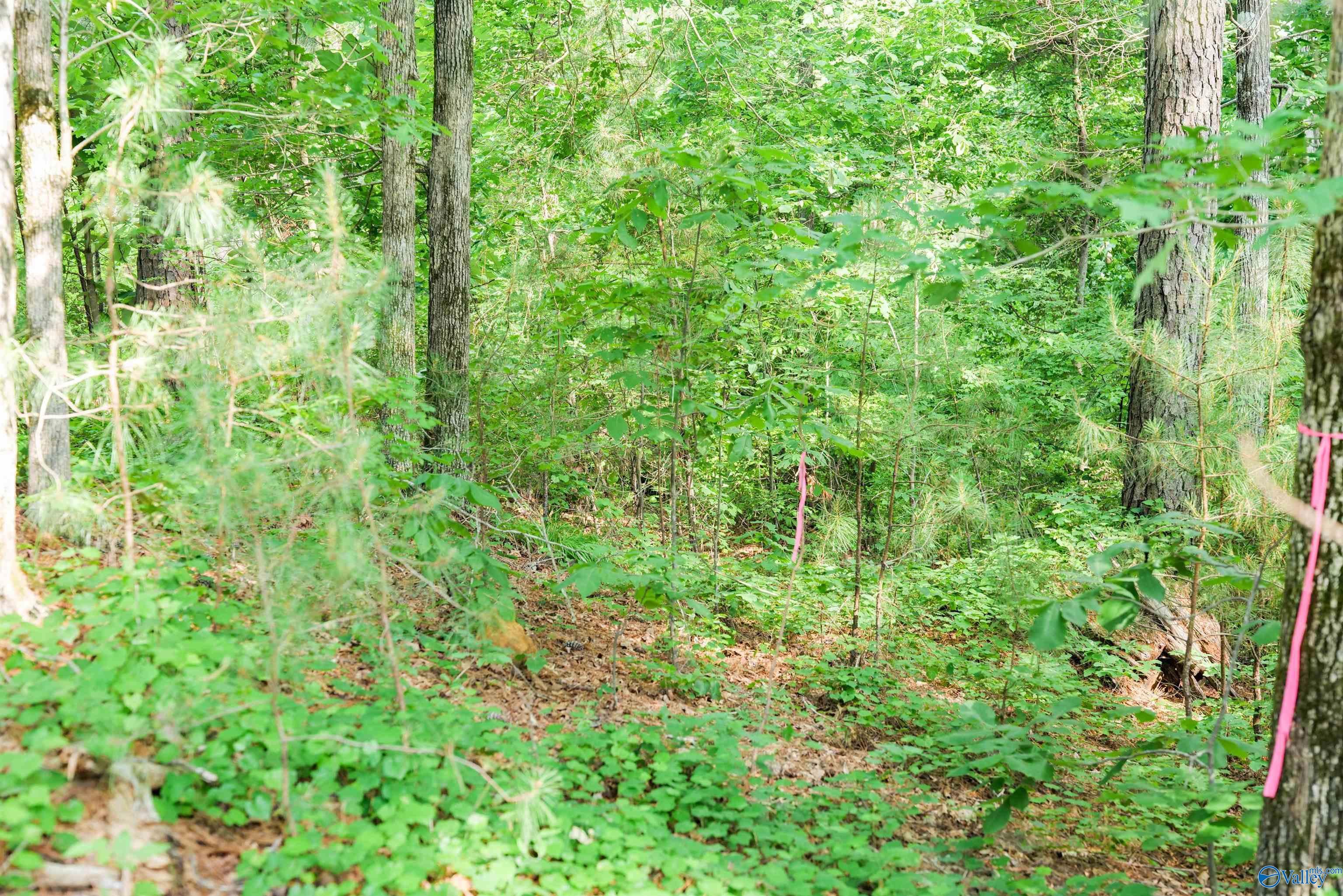 Lot # 6 Stillwater Coves, Double Springs, Alabama image 5