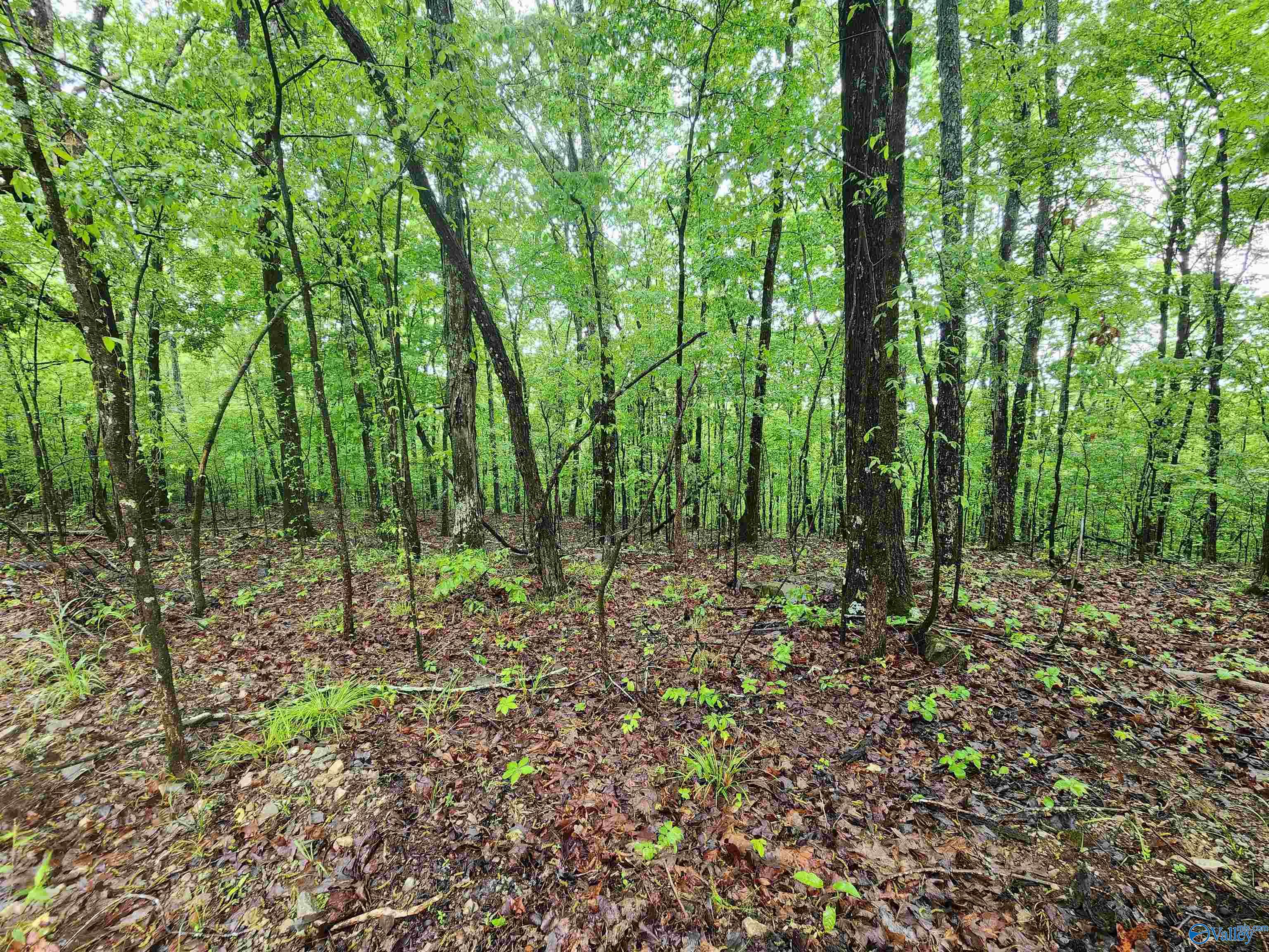 Lot 0 Huskey Mountain Road, Laceys Spring, Alabama image 3