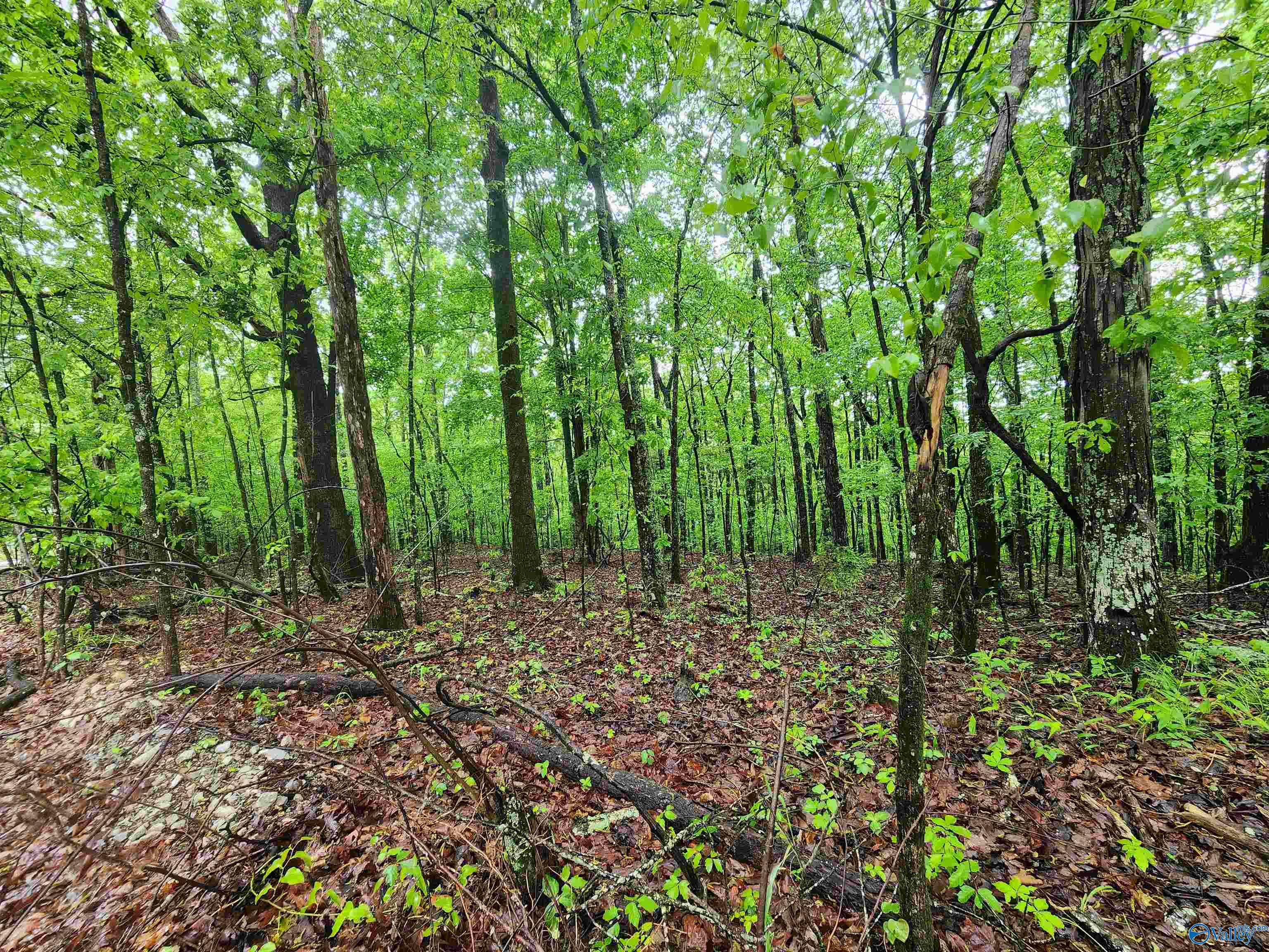Lot 0 Huskey Mountain Road, Laceys Spring, Alabama image 1