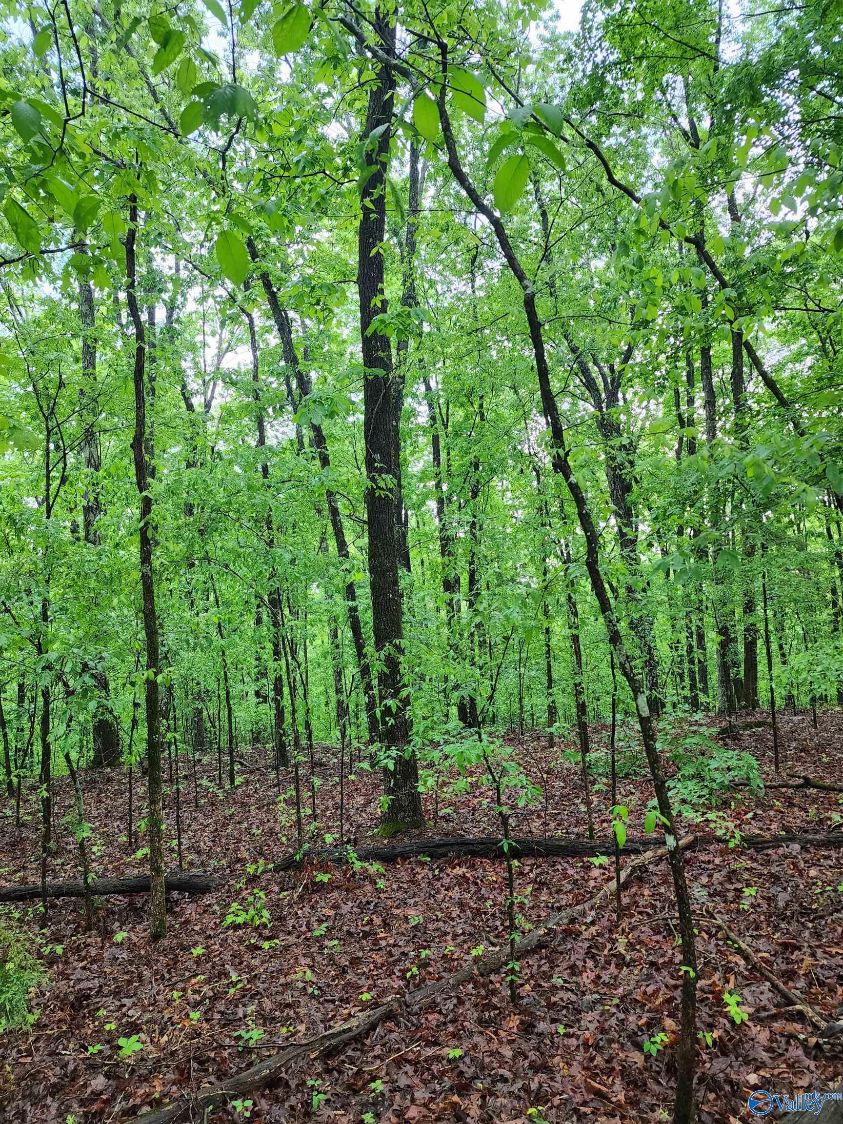 Lot 0 Huskey Mountain Road, Laceys Spring, Alabama image 2