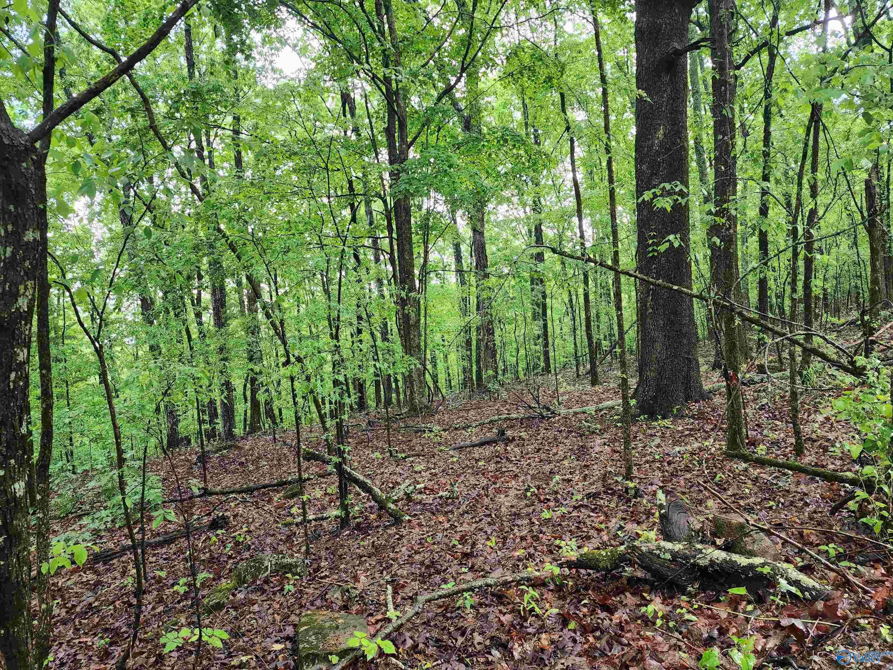Lot 0 Huskey Mountain Road, Laceys Spring, Alabama image 6