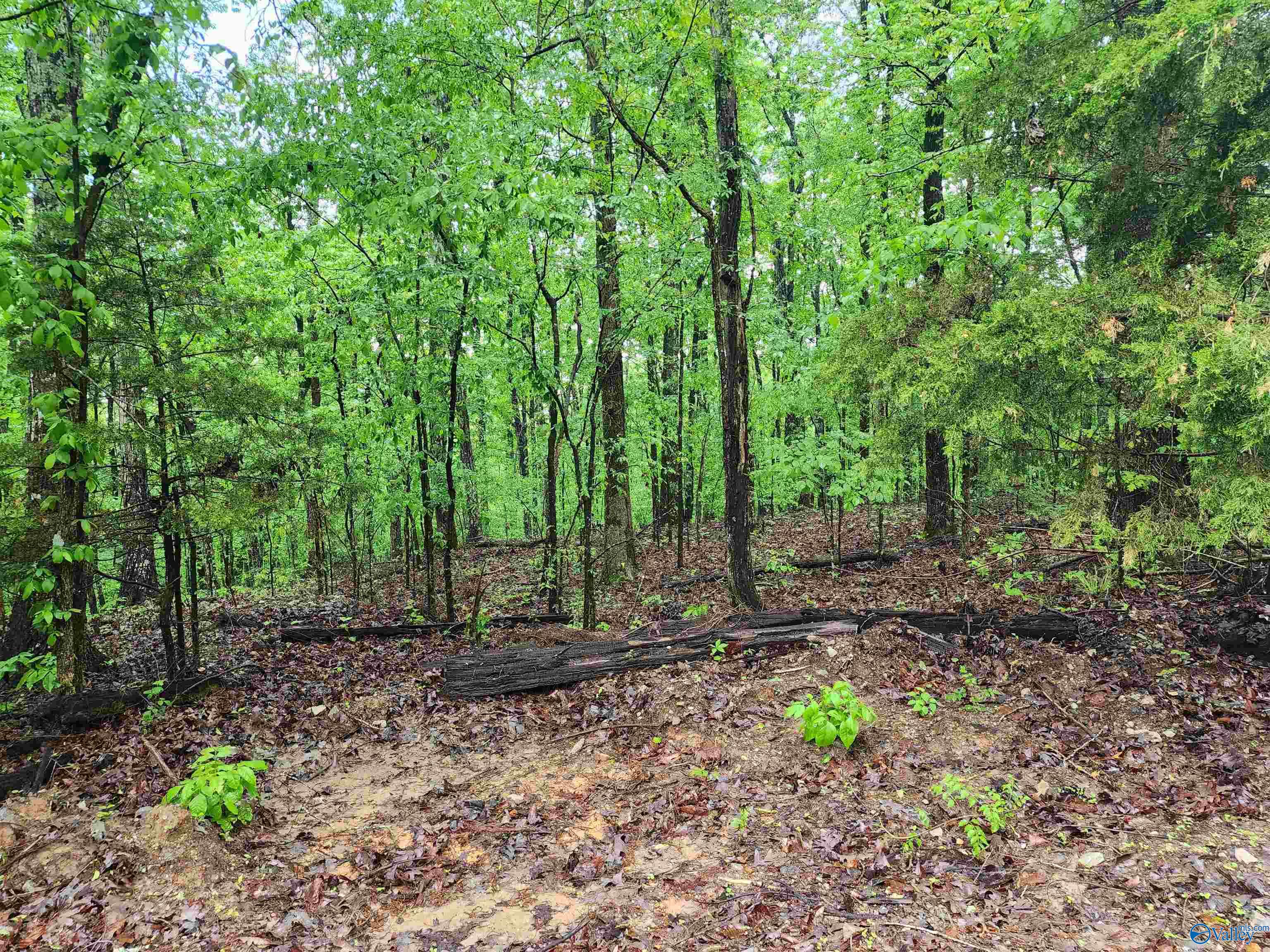 Lot 0 Huskey Mountain Road, Laceys Spring, Alabama image 4