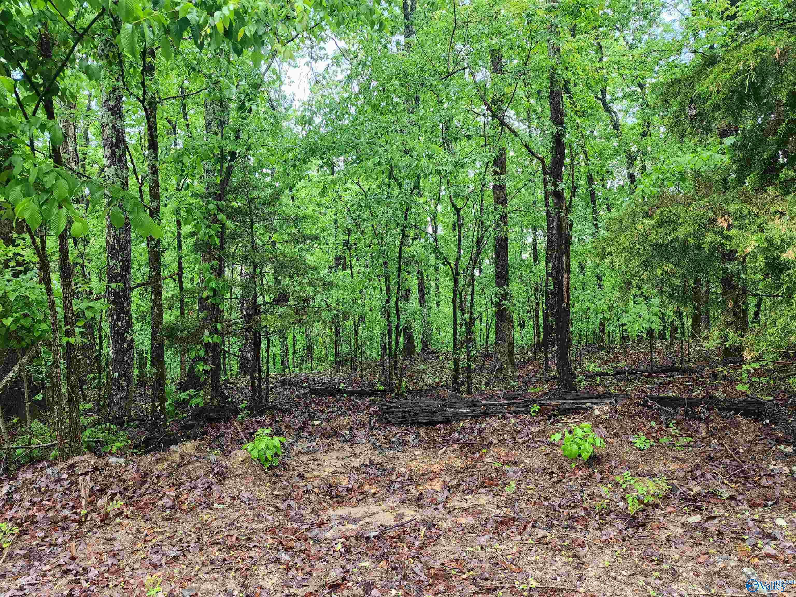Lot 0 Huskey Mountain Road, Laceys Spring, Alabama image 5