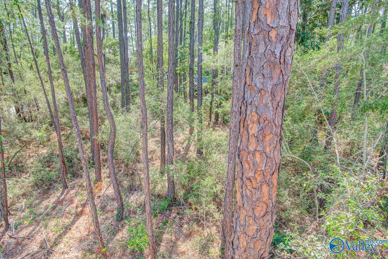 1418 Ohara Lane, Dauphin Island, Alabama image 12